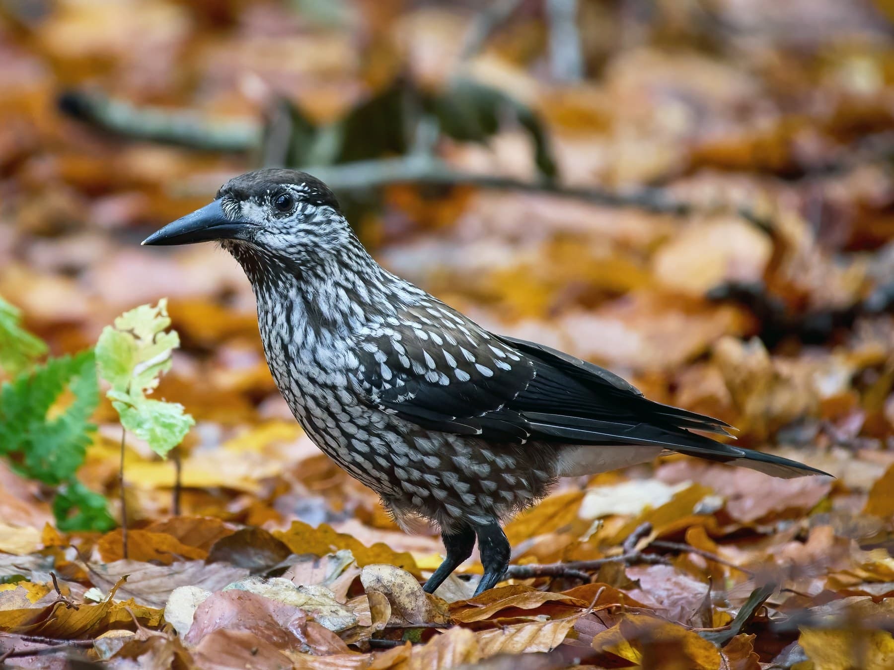 A Nutcracker standing on fallen leaves: chocolate-brown body covered in white spots, a dark cap, a long black bill and white under the tail