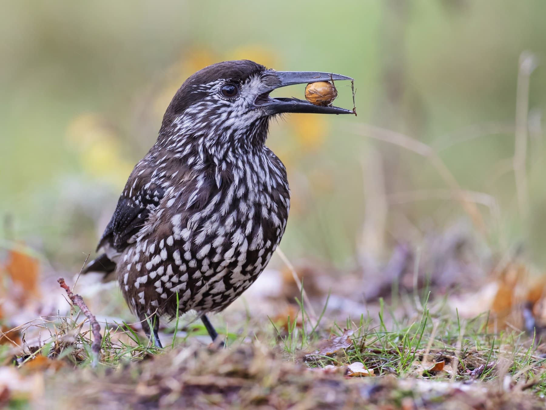 A Nutcracker in the Netherlands with an acorn in its bill
