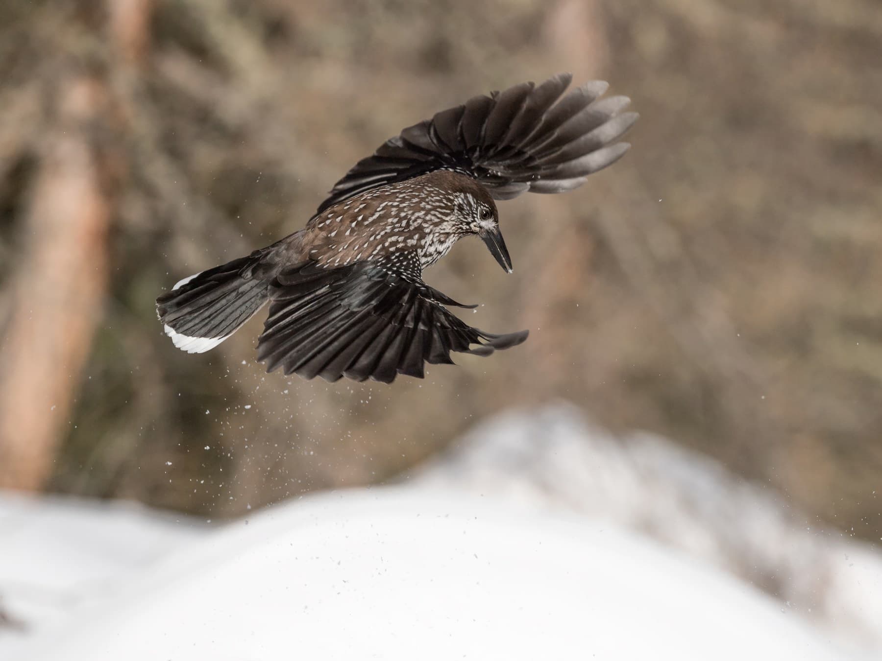 A Nutcracker flying down to snow in the Alps: broad dark wings and white tips to the tail