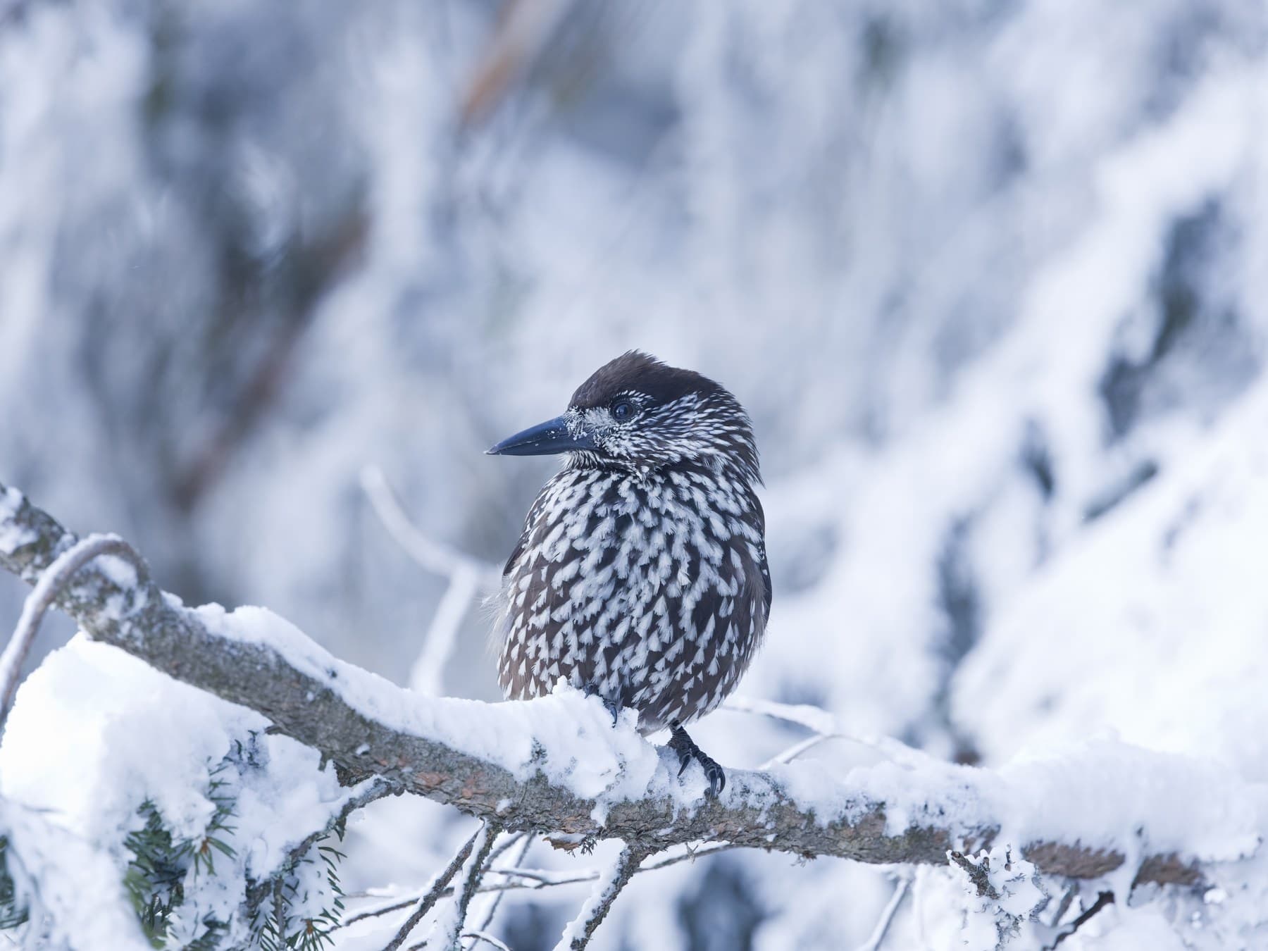 A Nutcracker in a snowy conifer on Vitosha, Bulgaria, in February