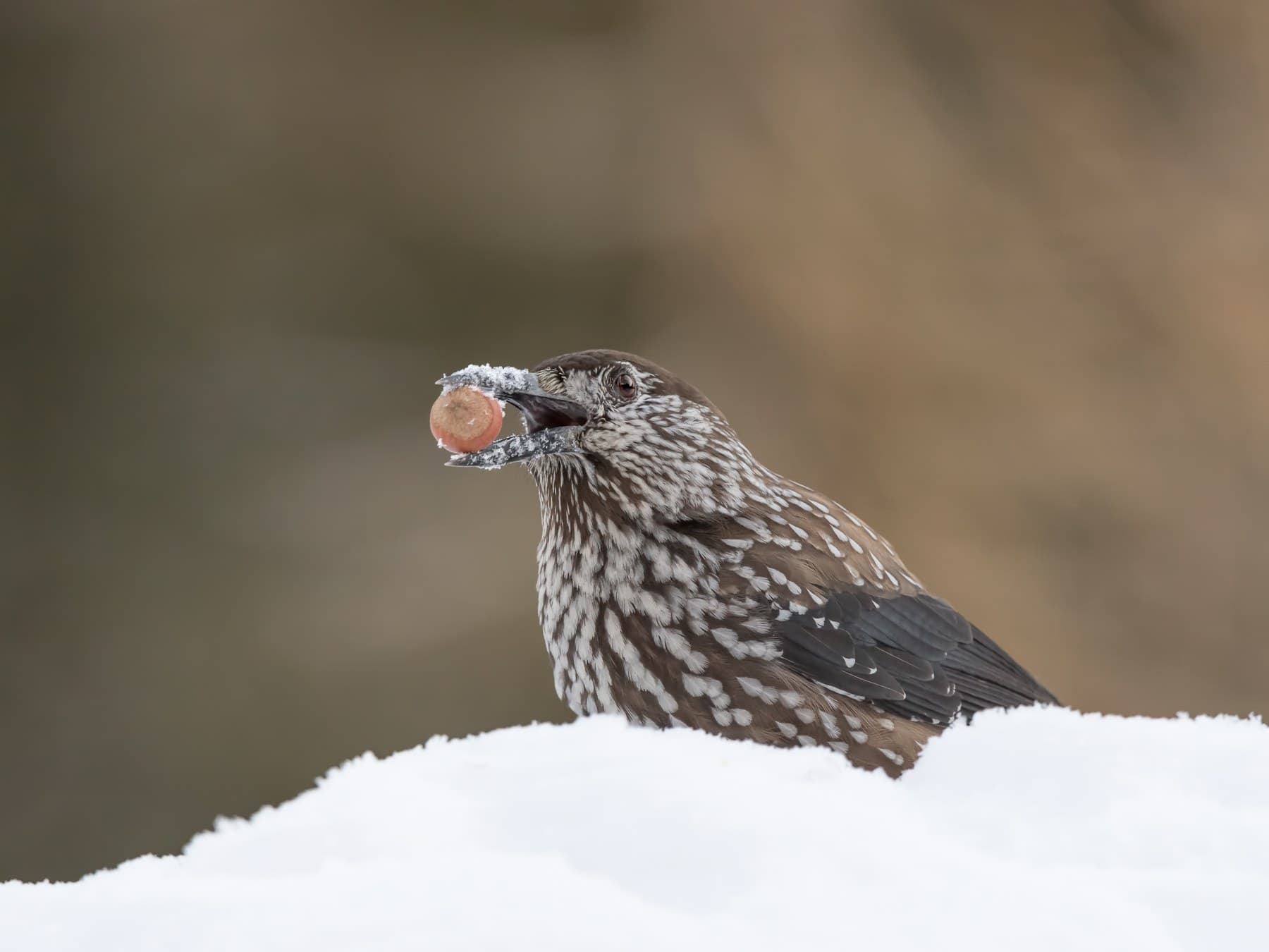 A Nutcracker holding a nut in its bill behind a bank of snow