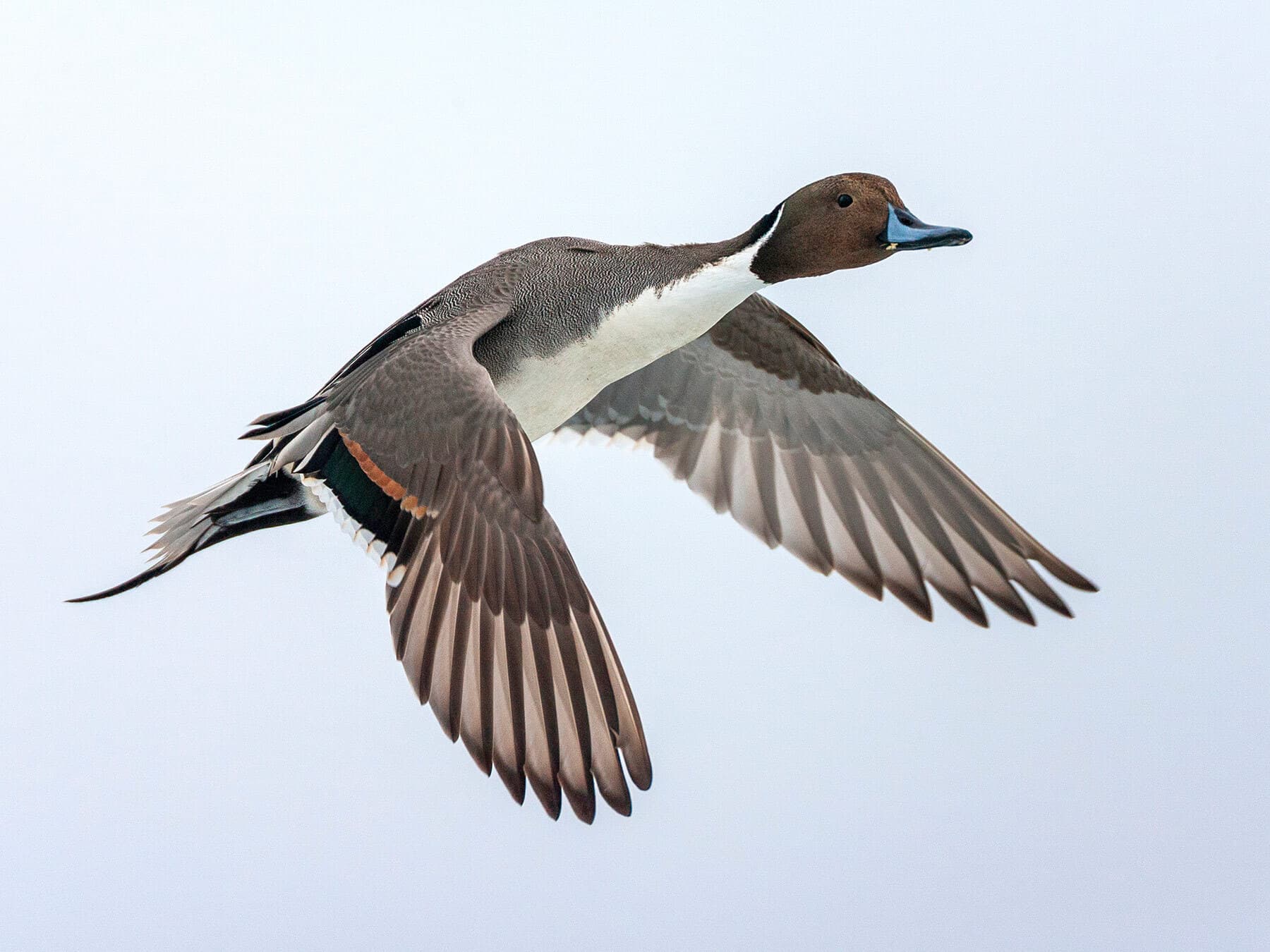 Northern pintail wintering