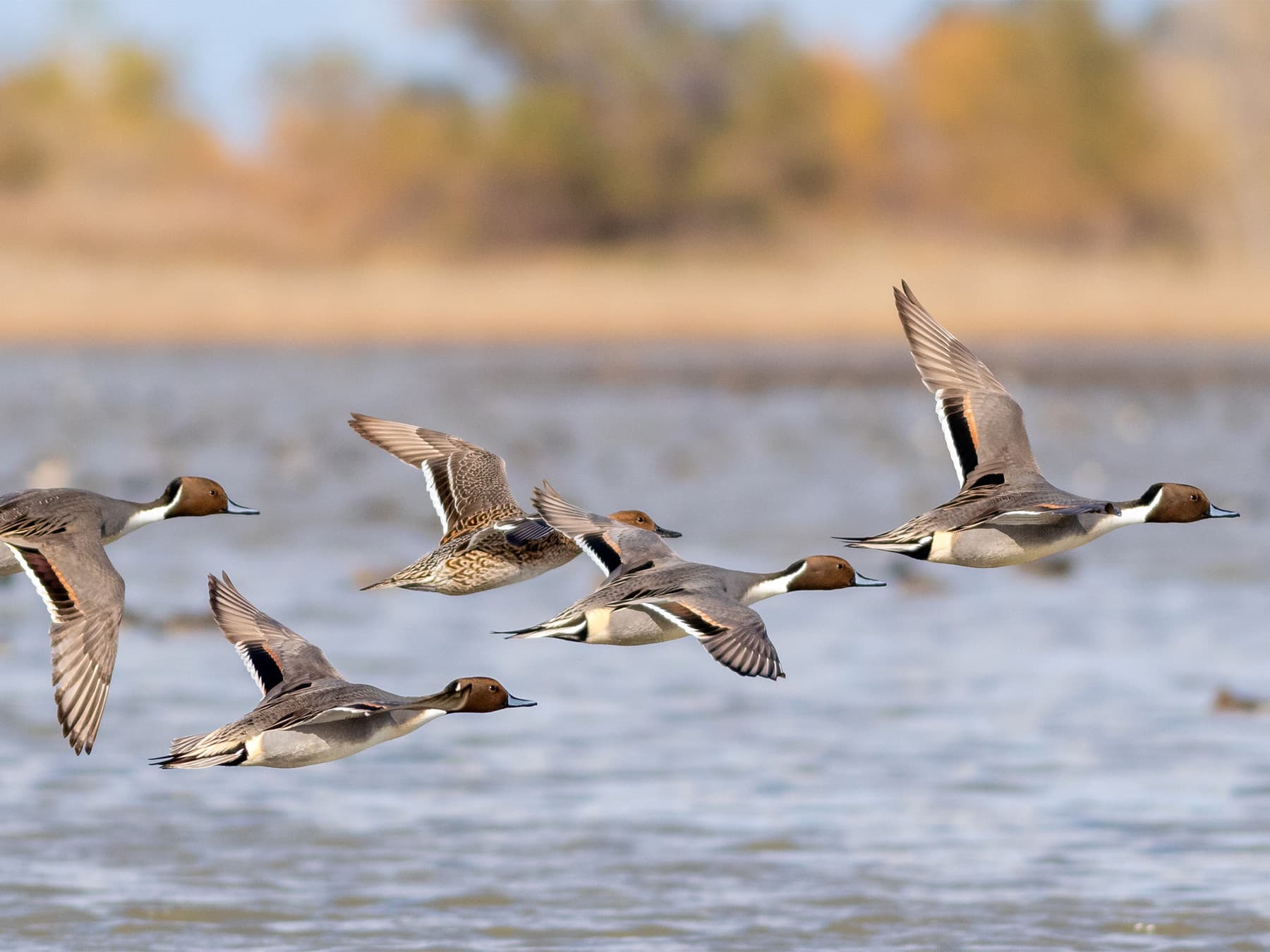 Northern pintails in flight over wildlife sanctuary