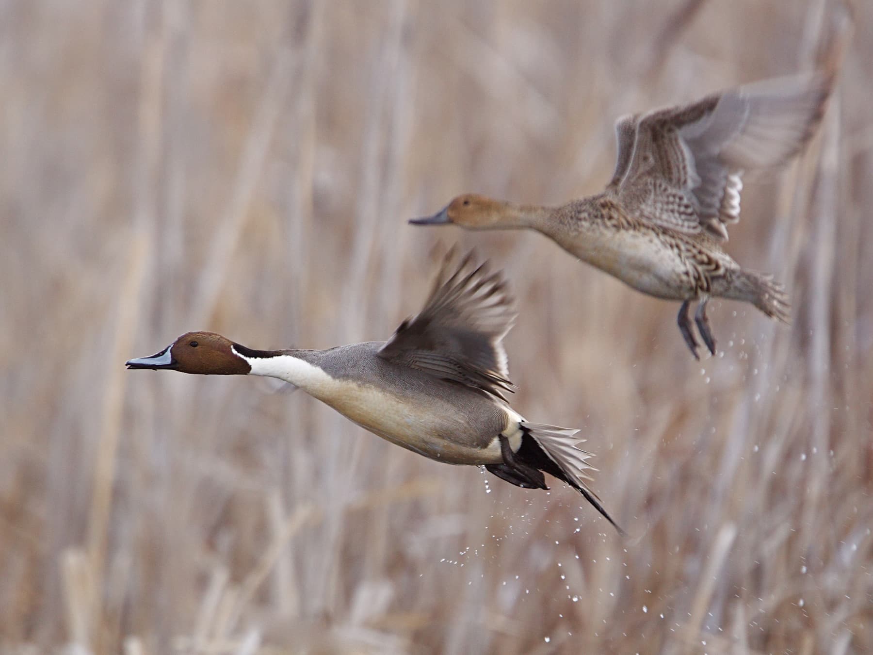 Northern pintails in flight
