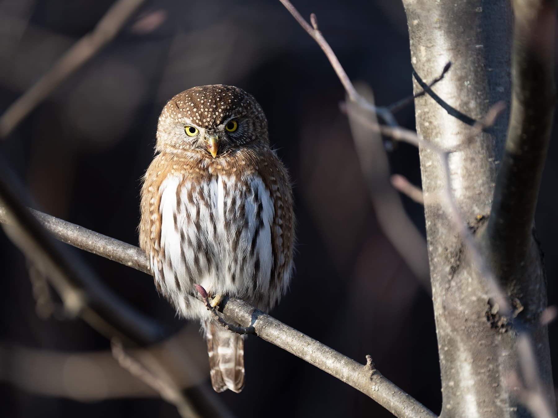 Northern Pygmy-owl