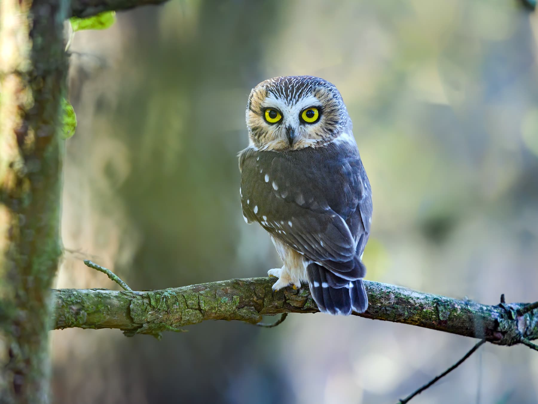 Northern Saw-whet Owl