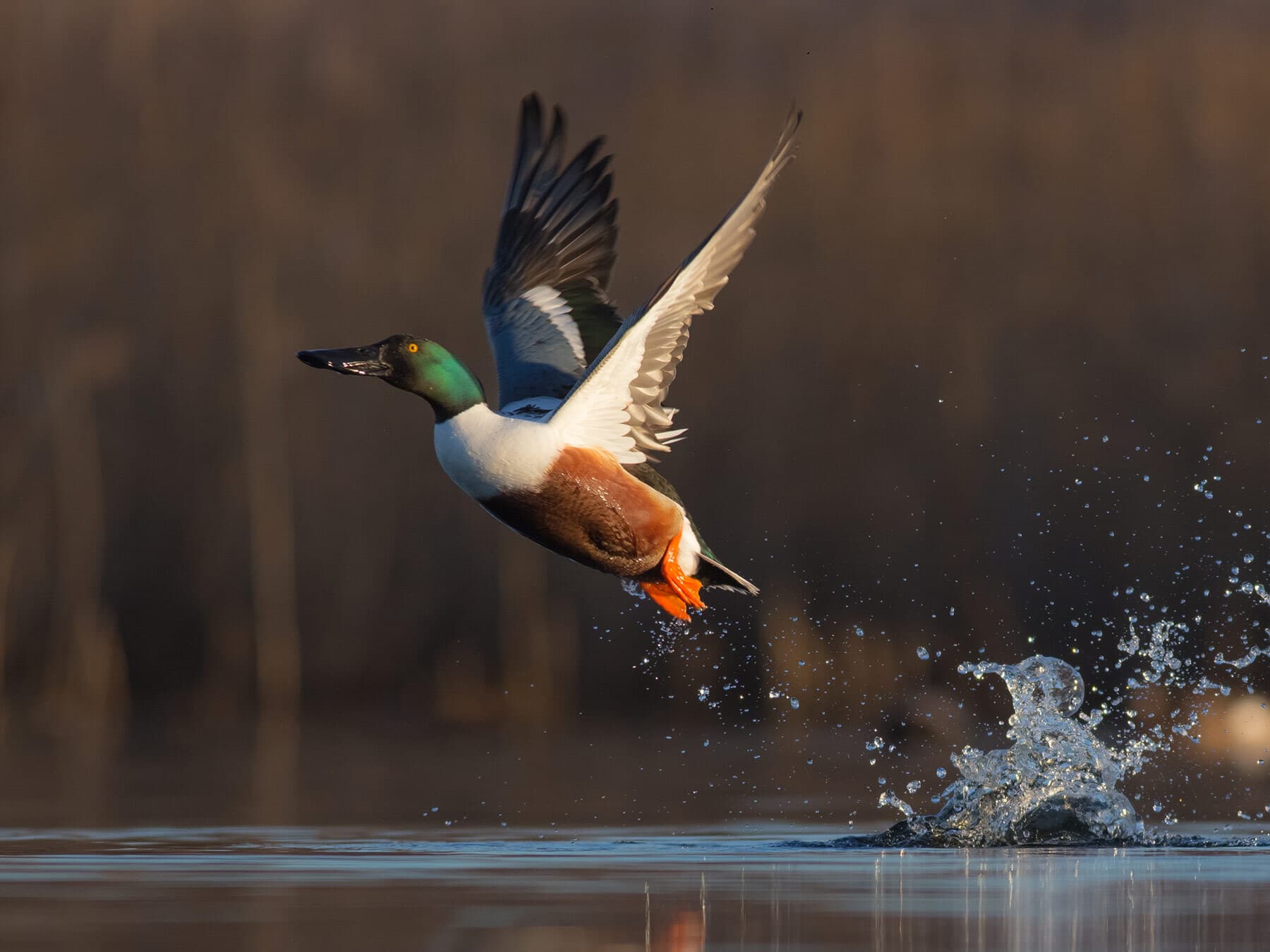 Northern shoveler taking off