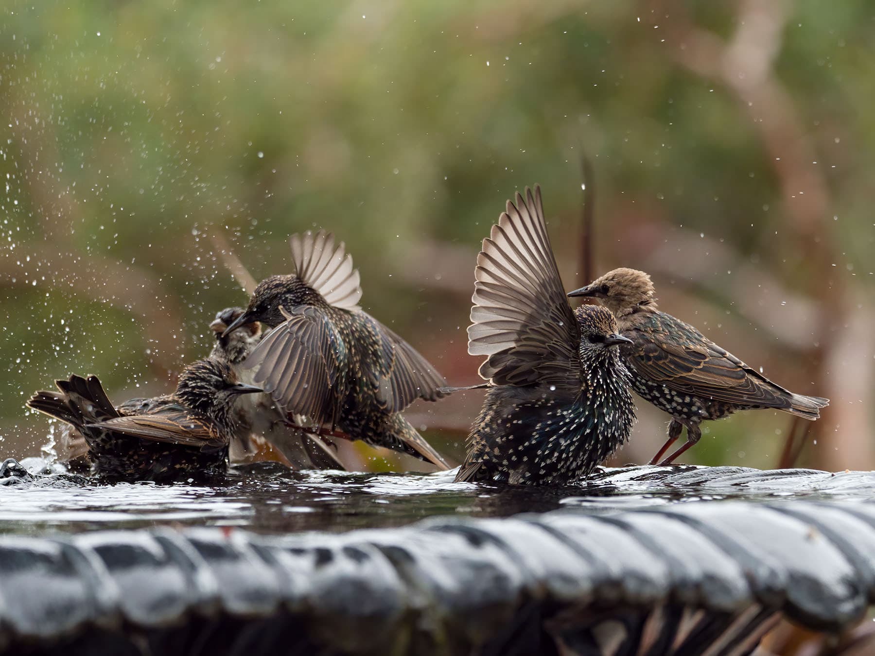 Northern waterthrushes at fountain
