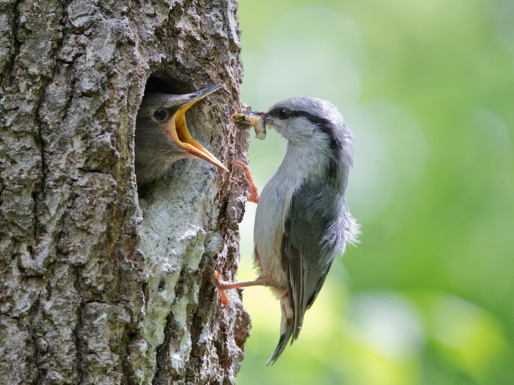 Nuthatch feeding chick caterpillar