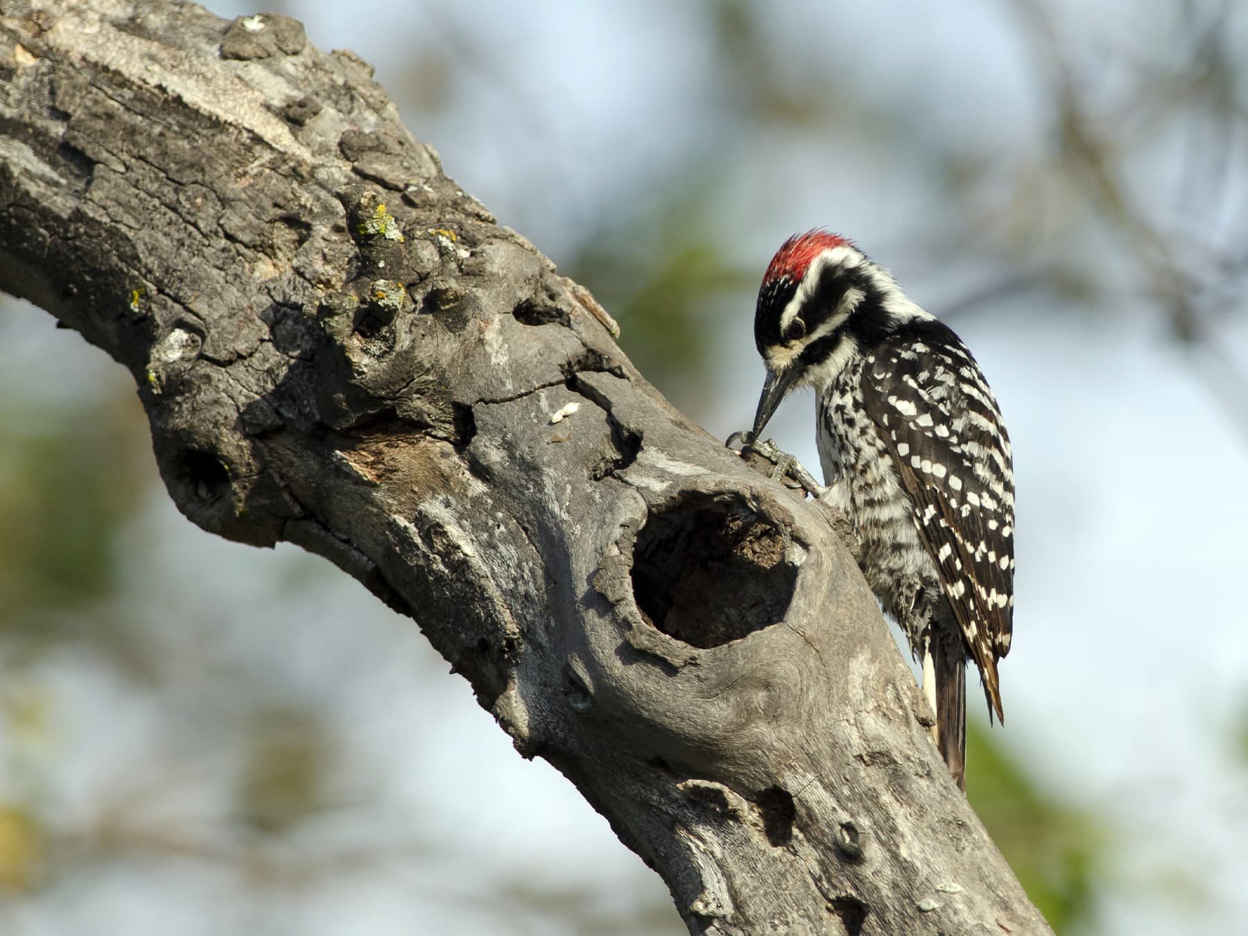 Nuttalls woodpecker foraging during the day