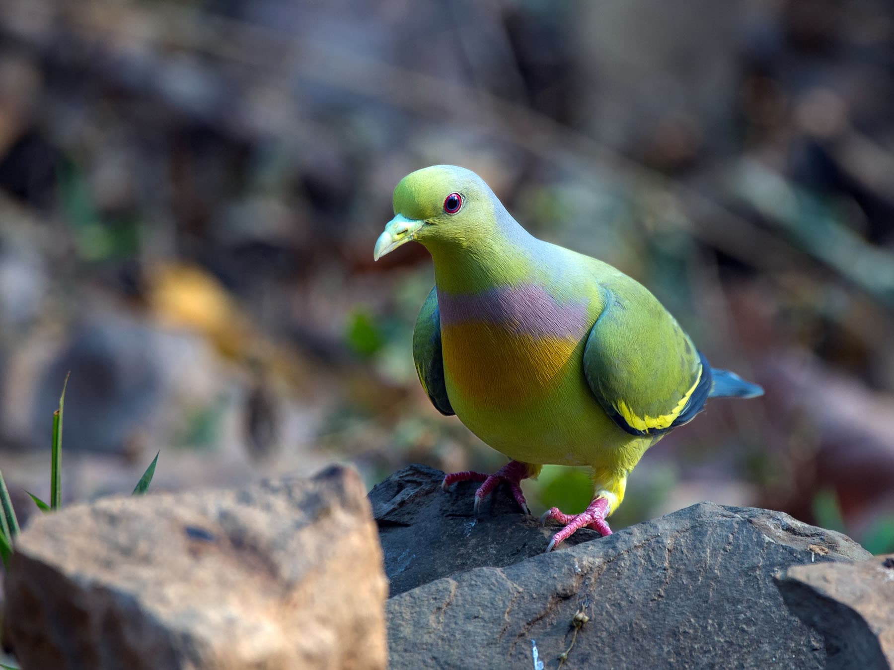 Orange-breasted Green-pigeon