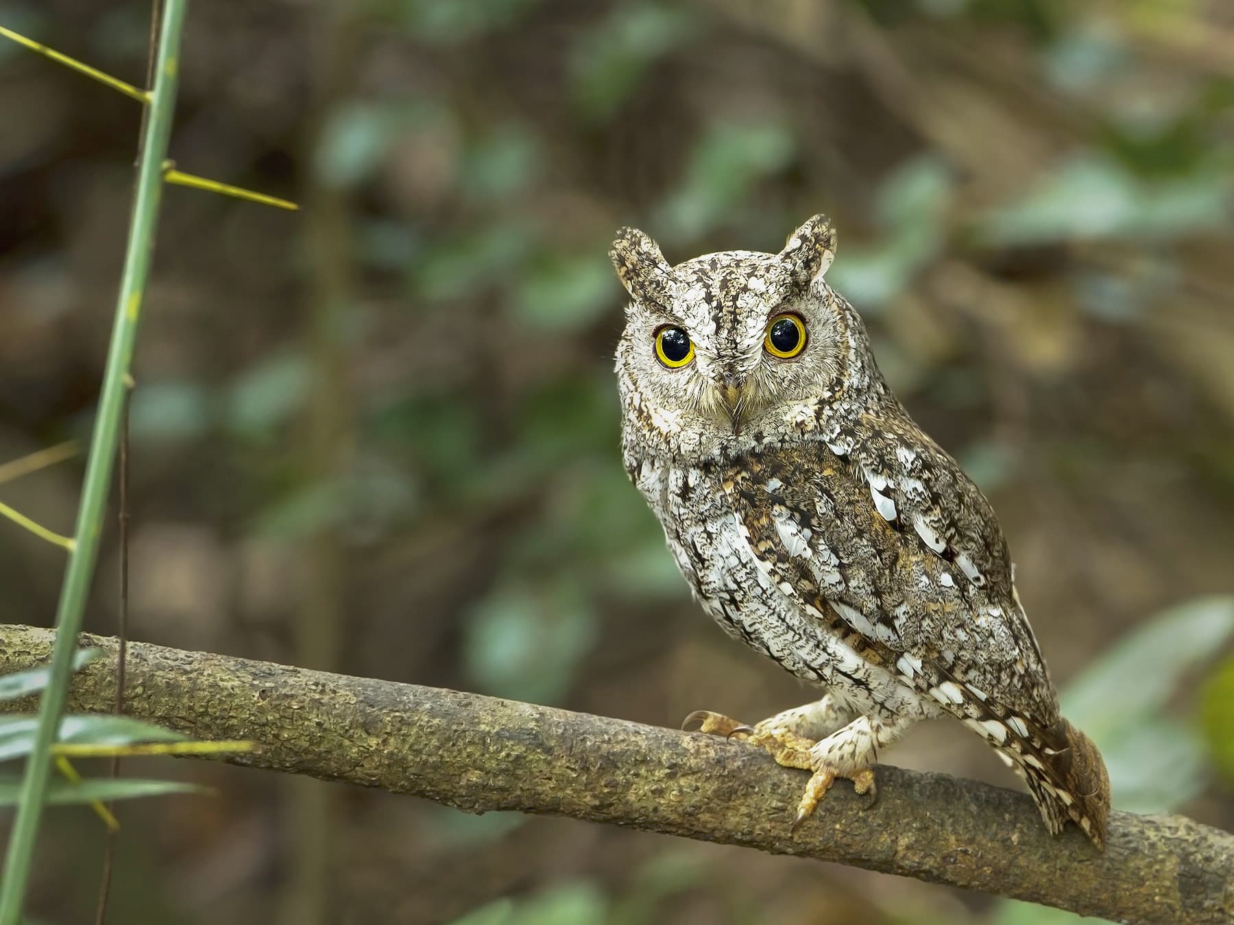Oriental Scops-owl