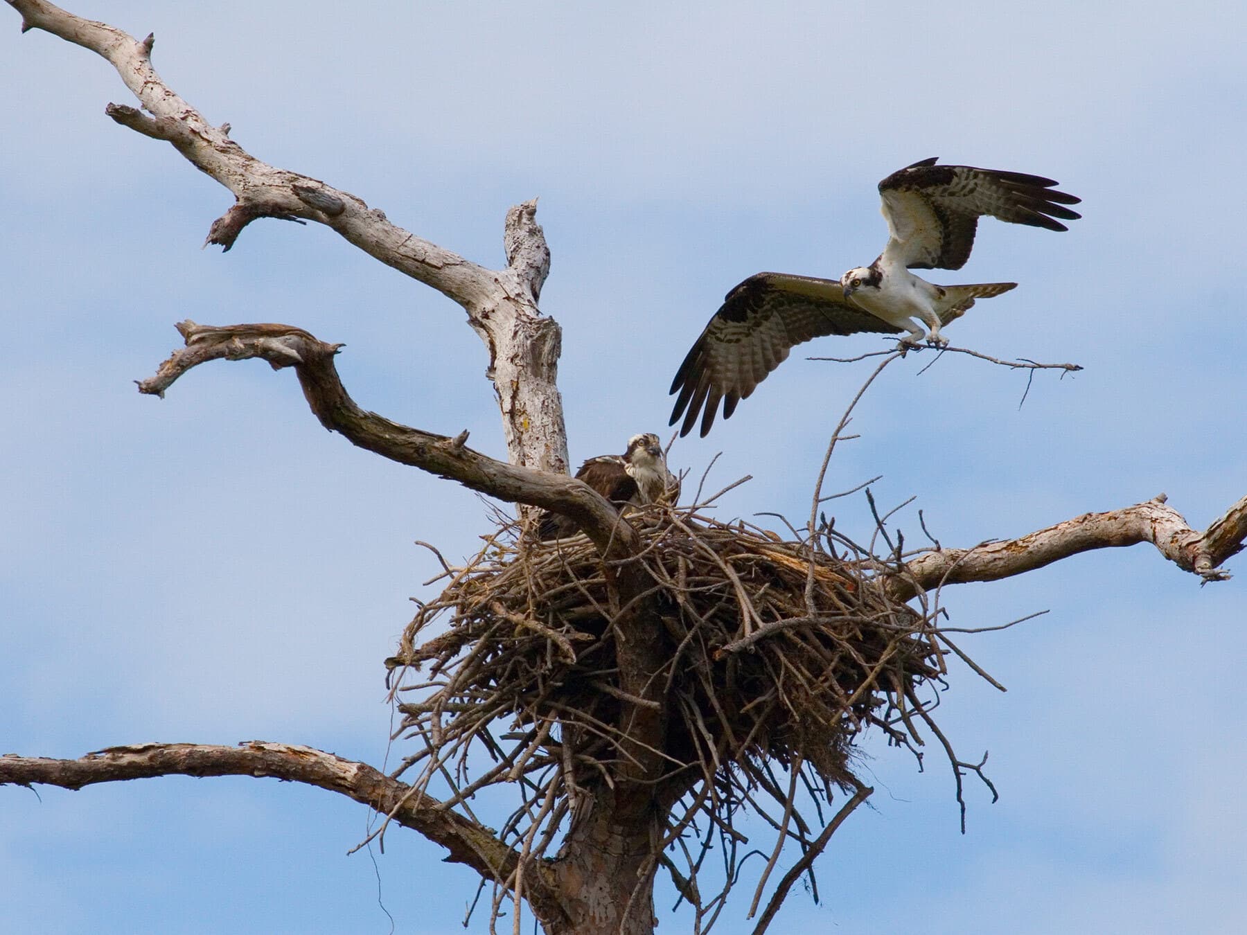 Osprey building nest