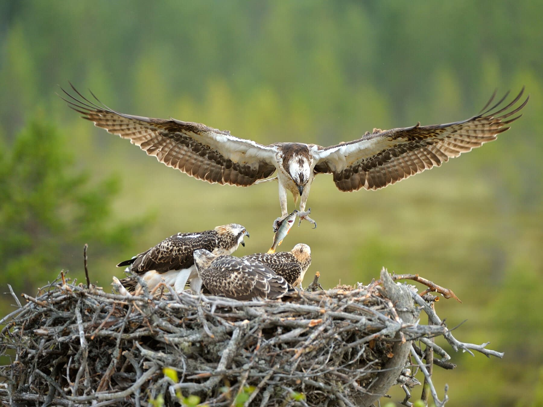 Osprey feeding in nest