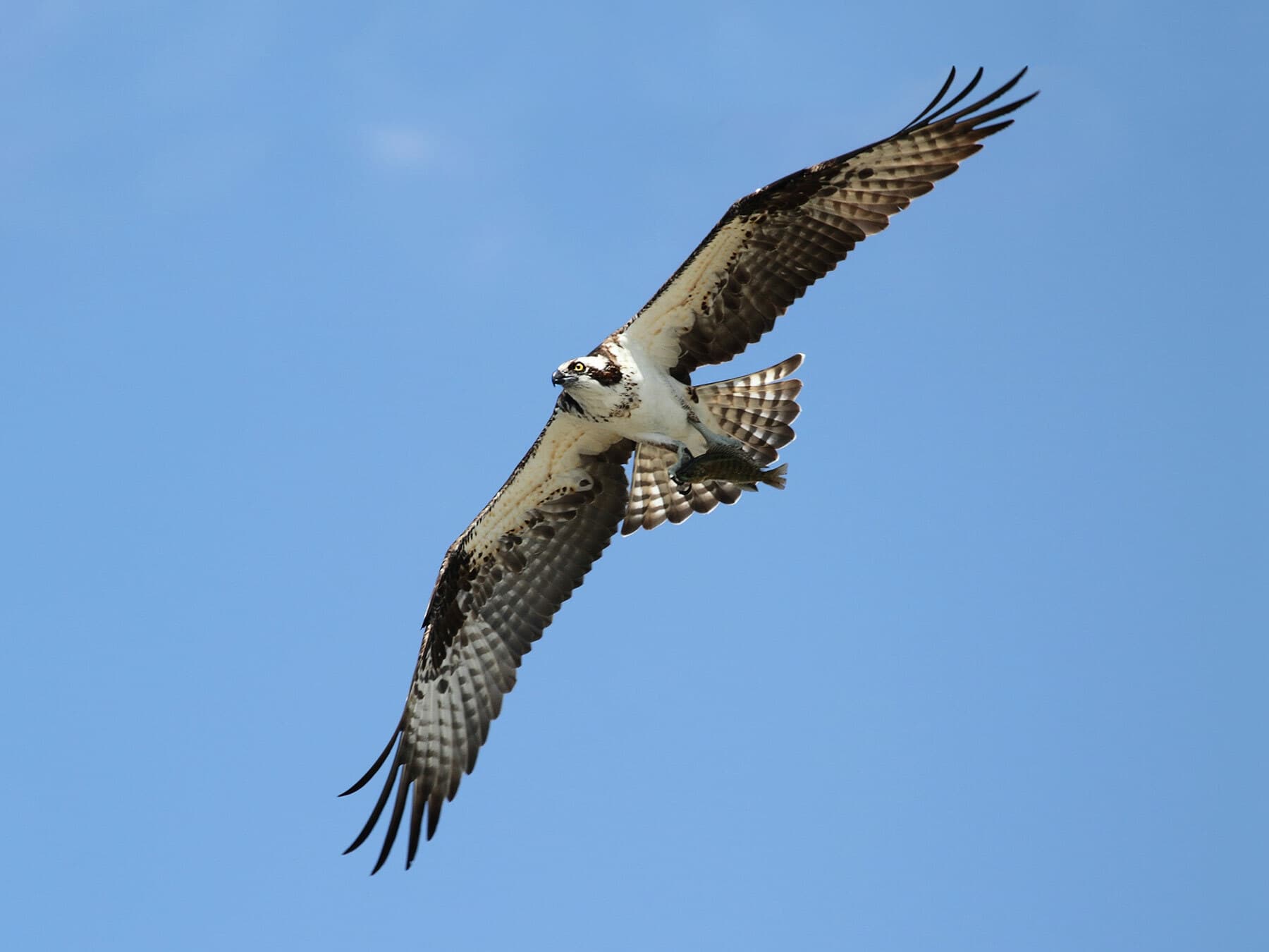 Osprey in flight