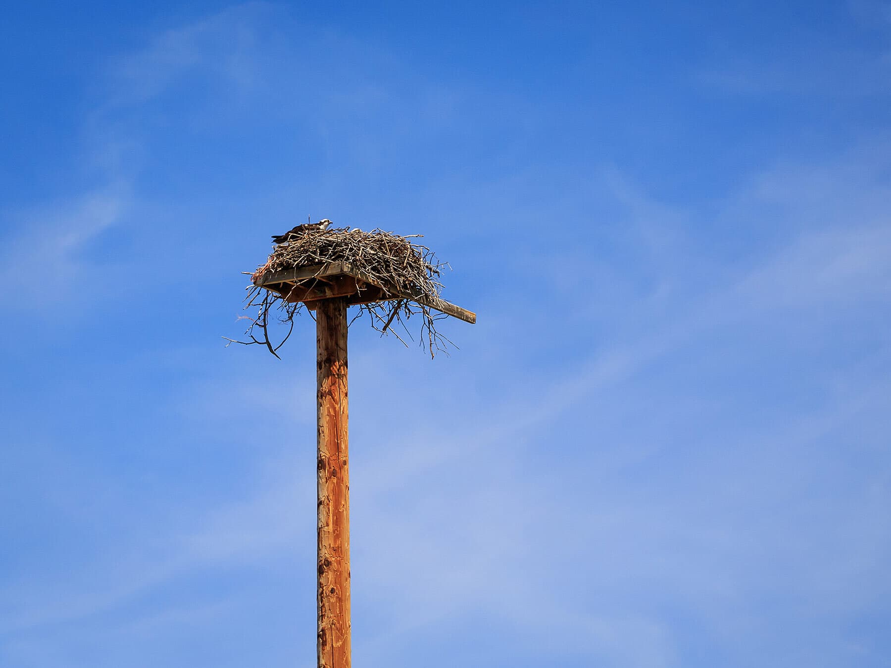 Osprey nesting platform