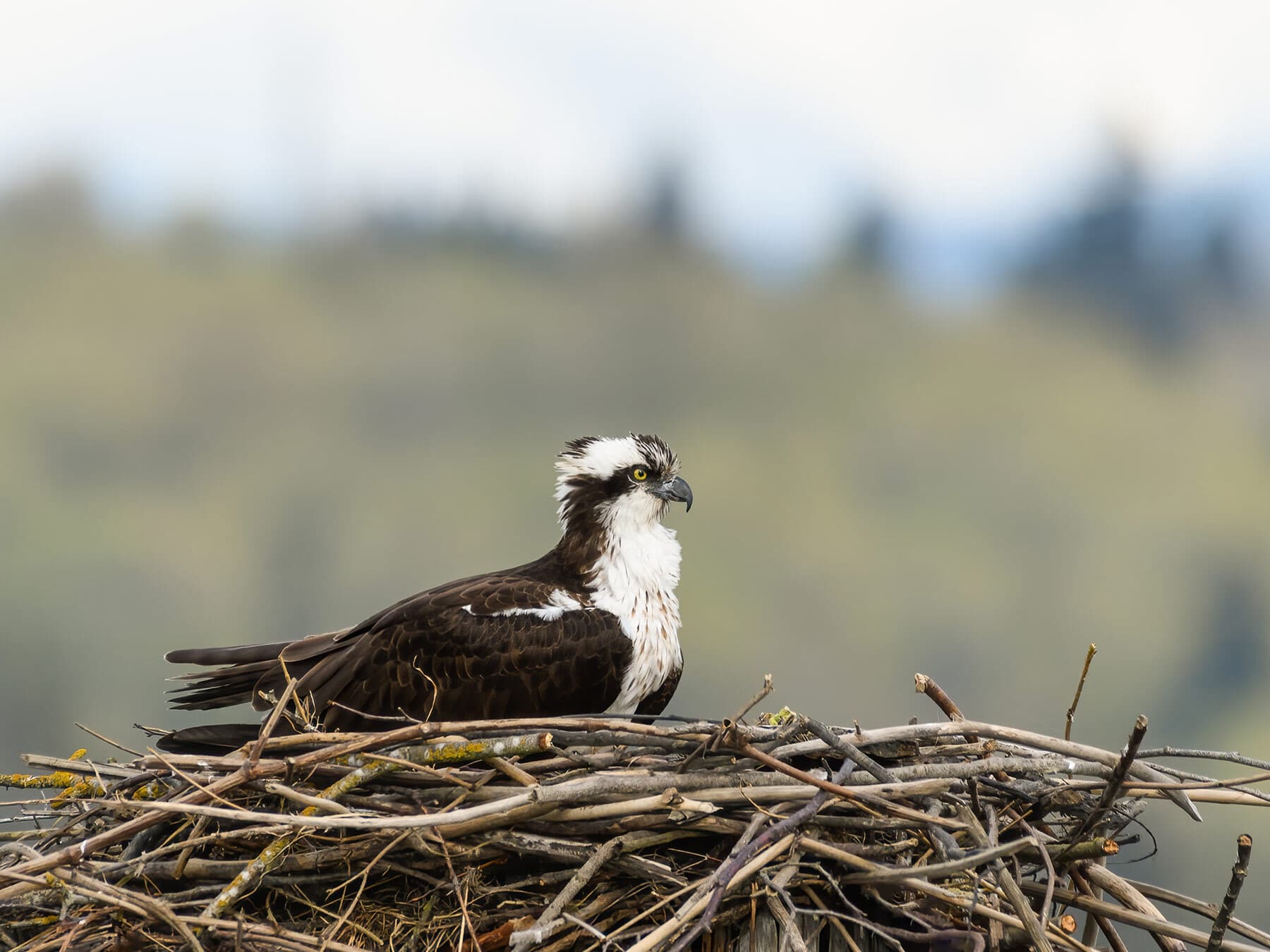 Osprey on nest