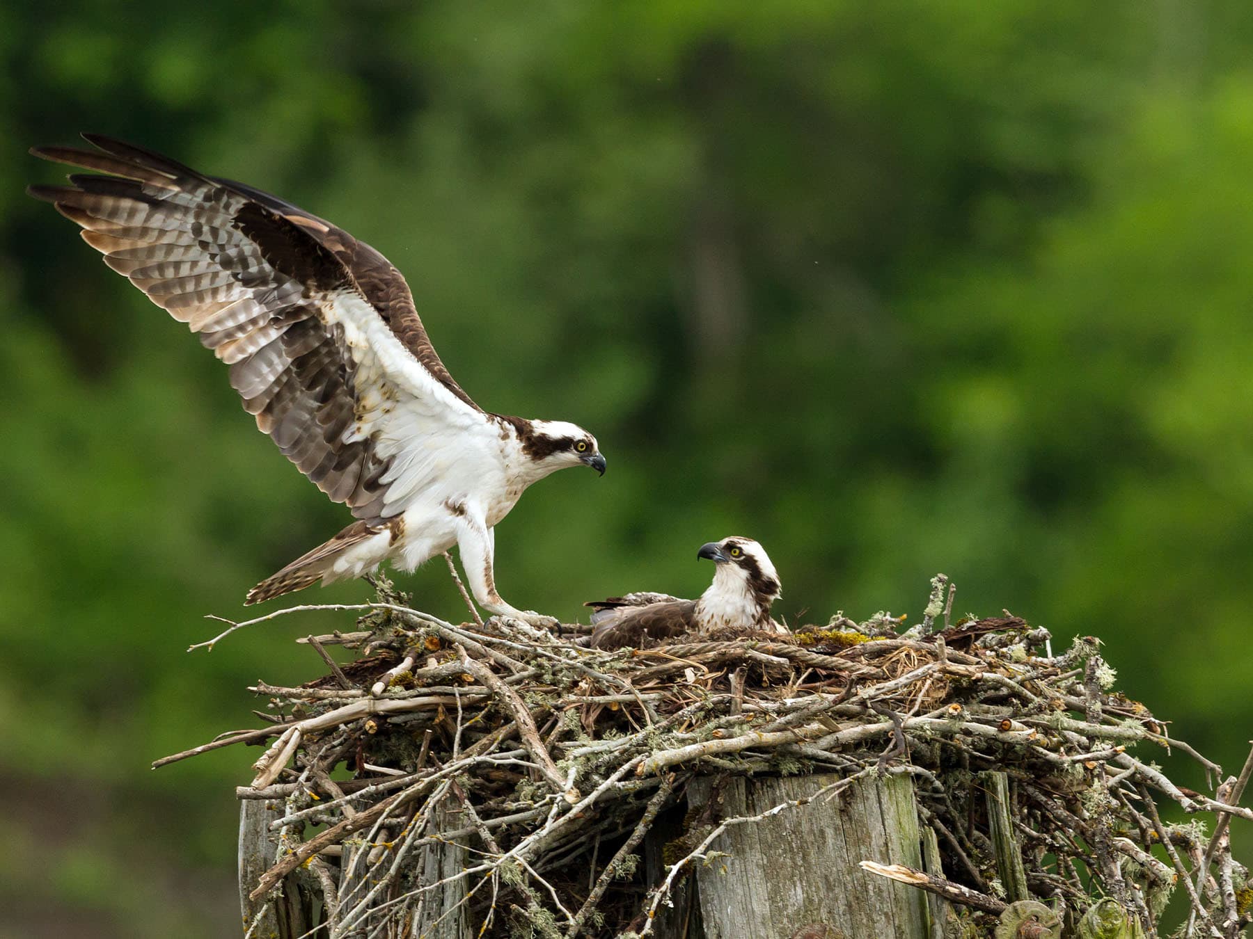 Osprey pair at nesting site