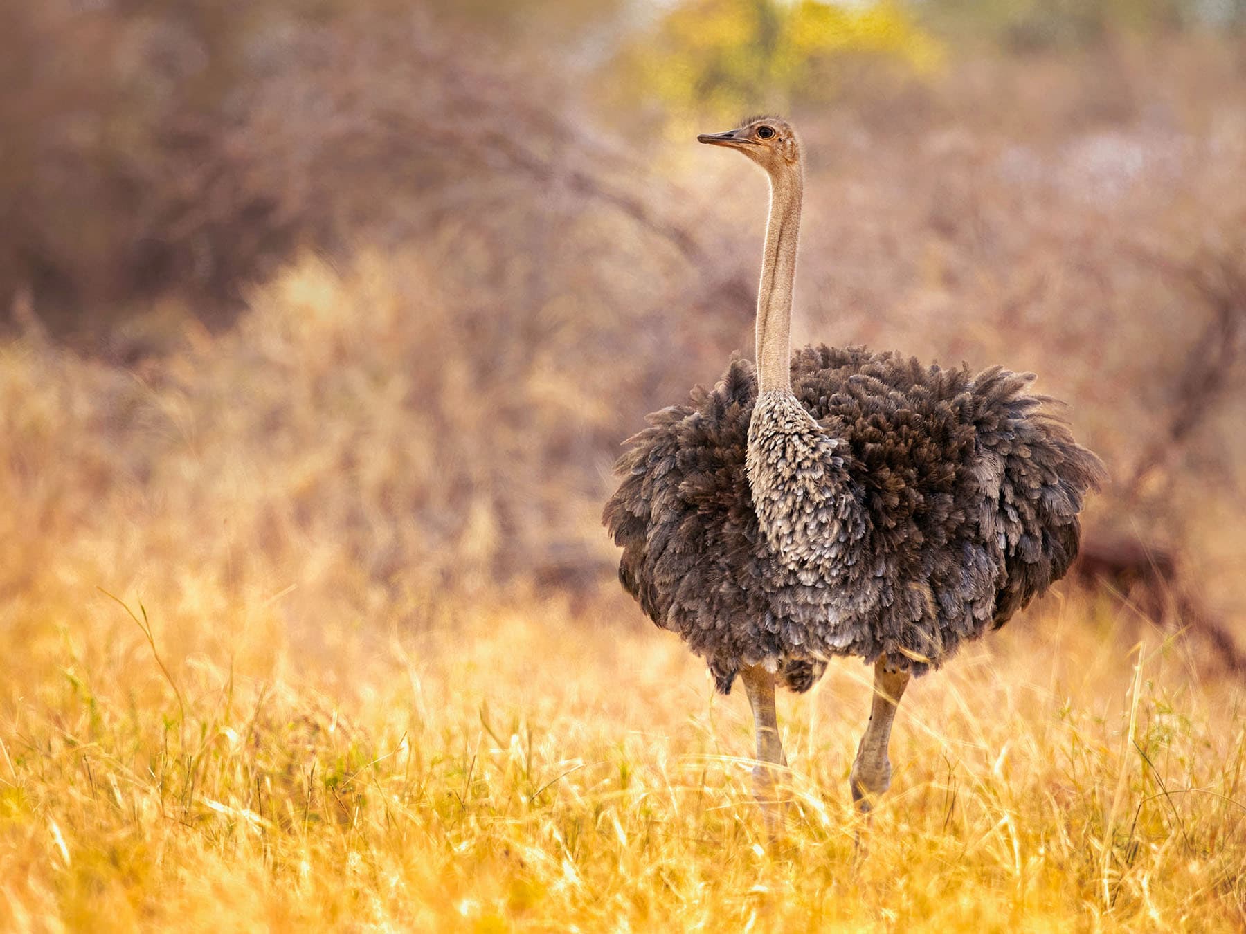 Ostrich aggressive