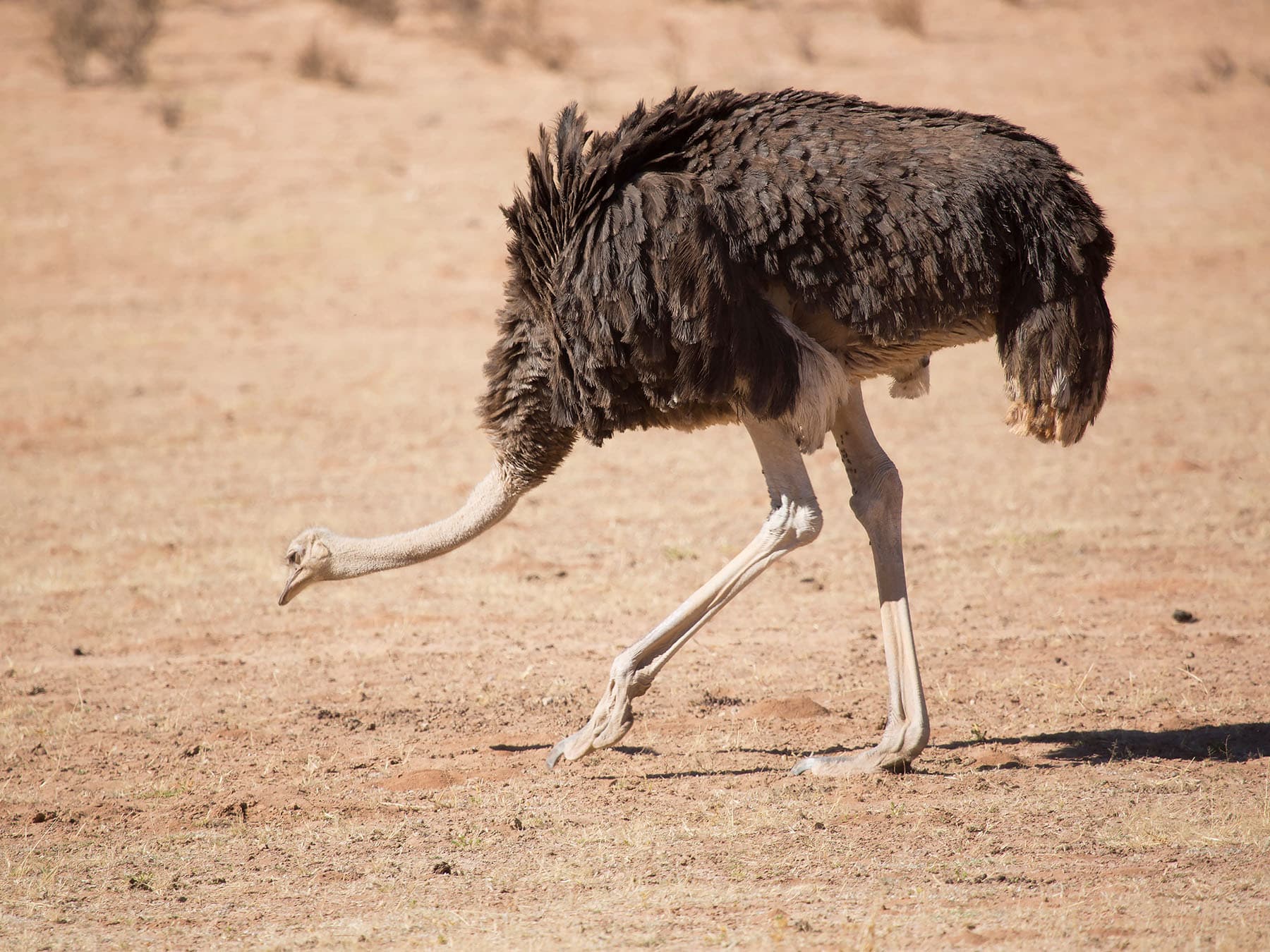 Ostrich grazing