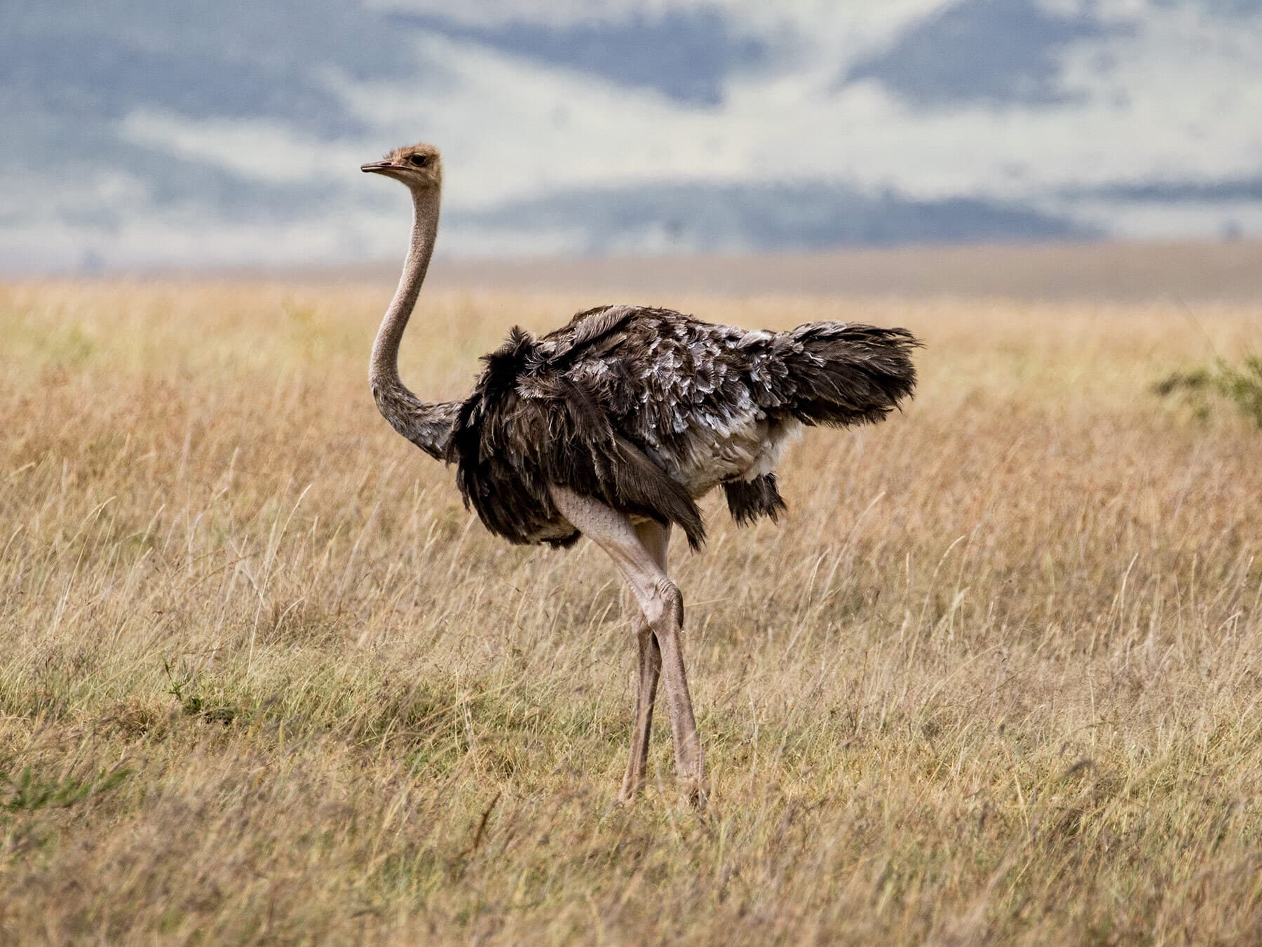 Ostrich in kenya