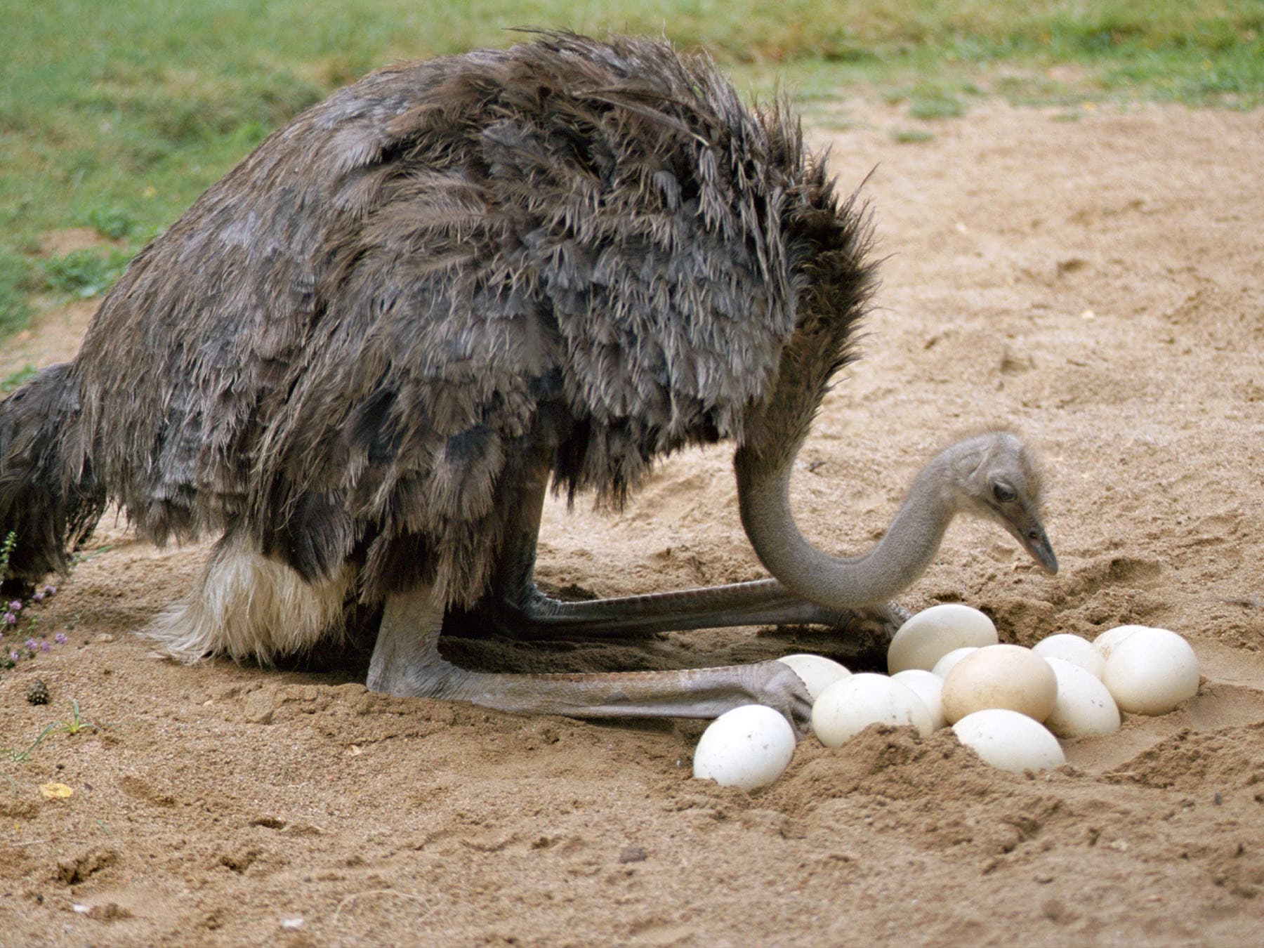 Ostrich nest with eggs