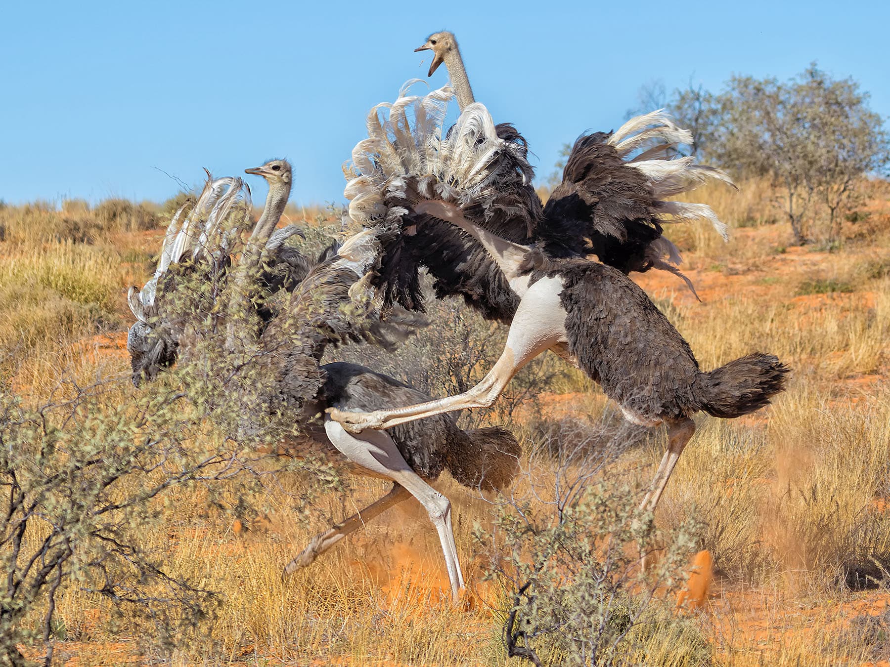 Ostriches fighting 1
