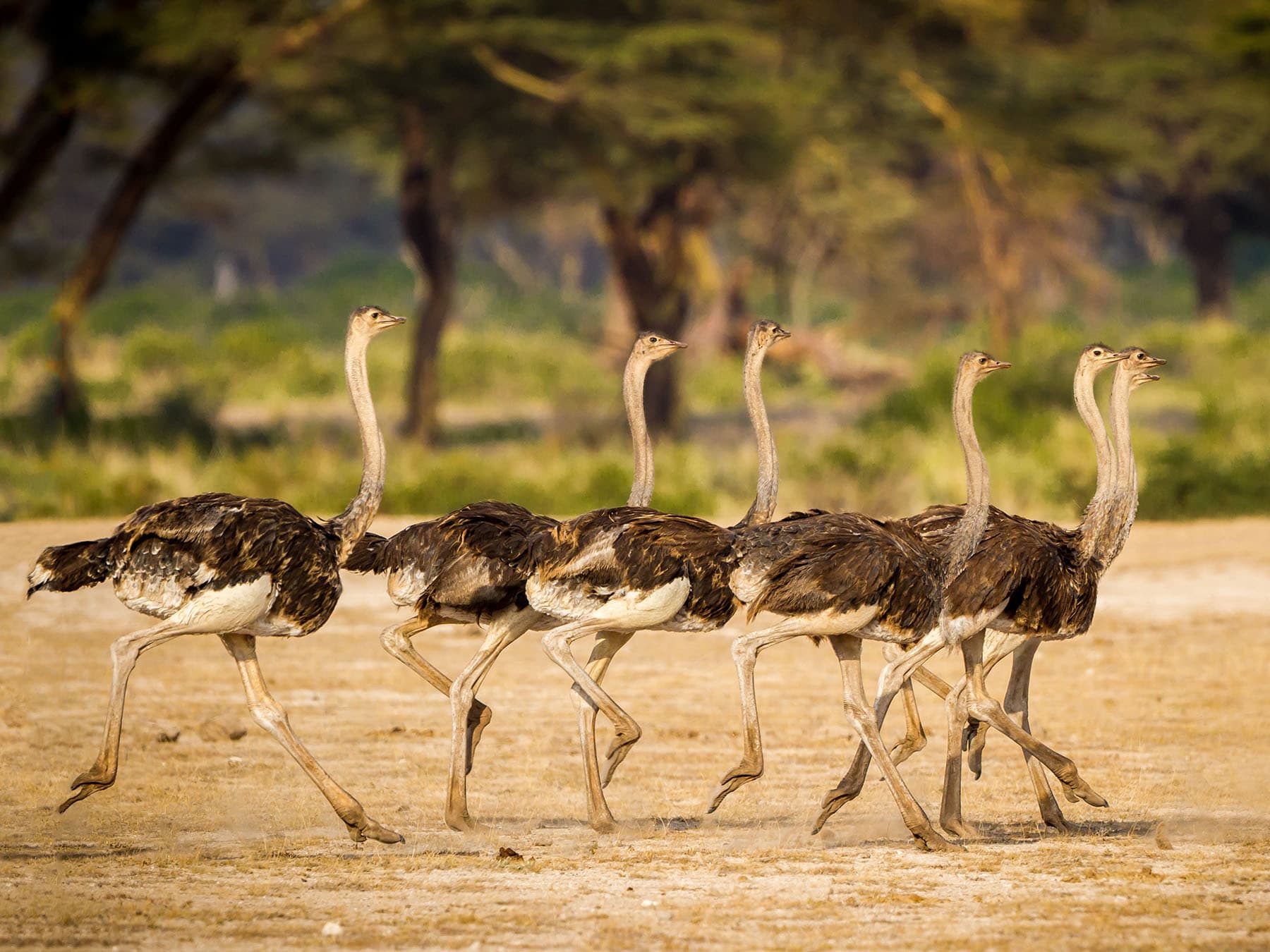 Ostriches running