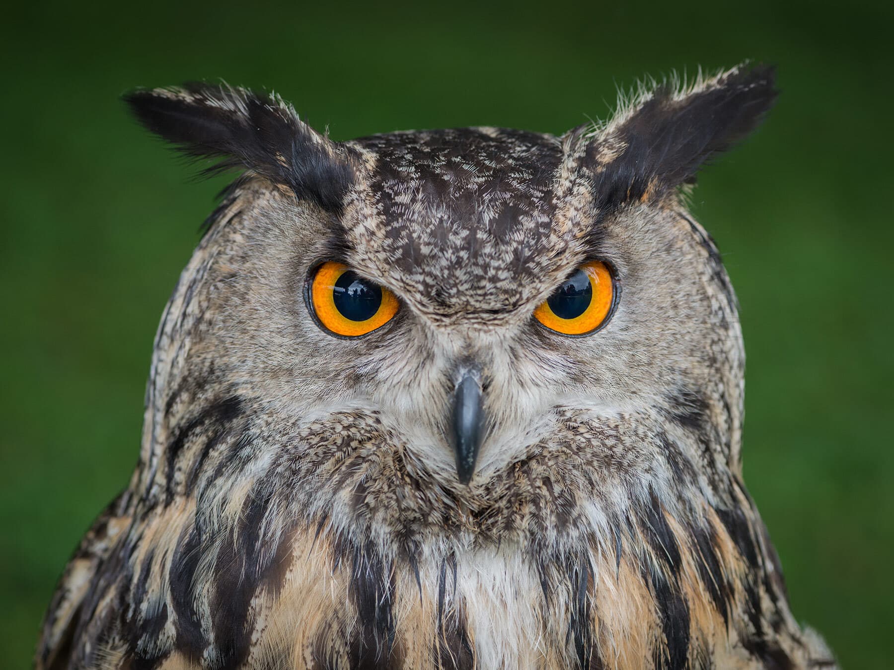 Owl close up