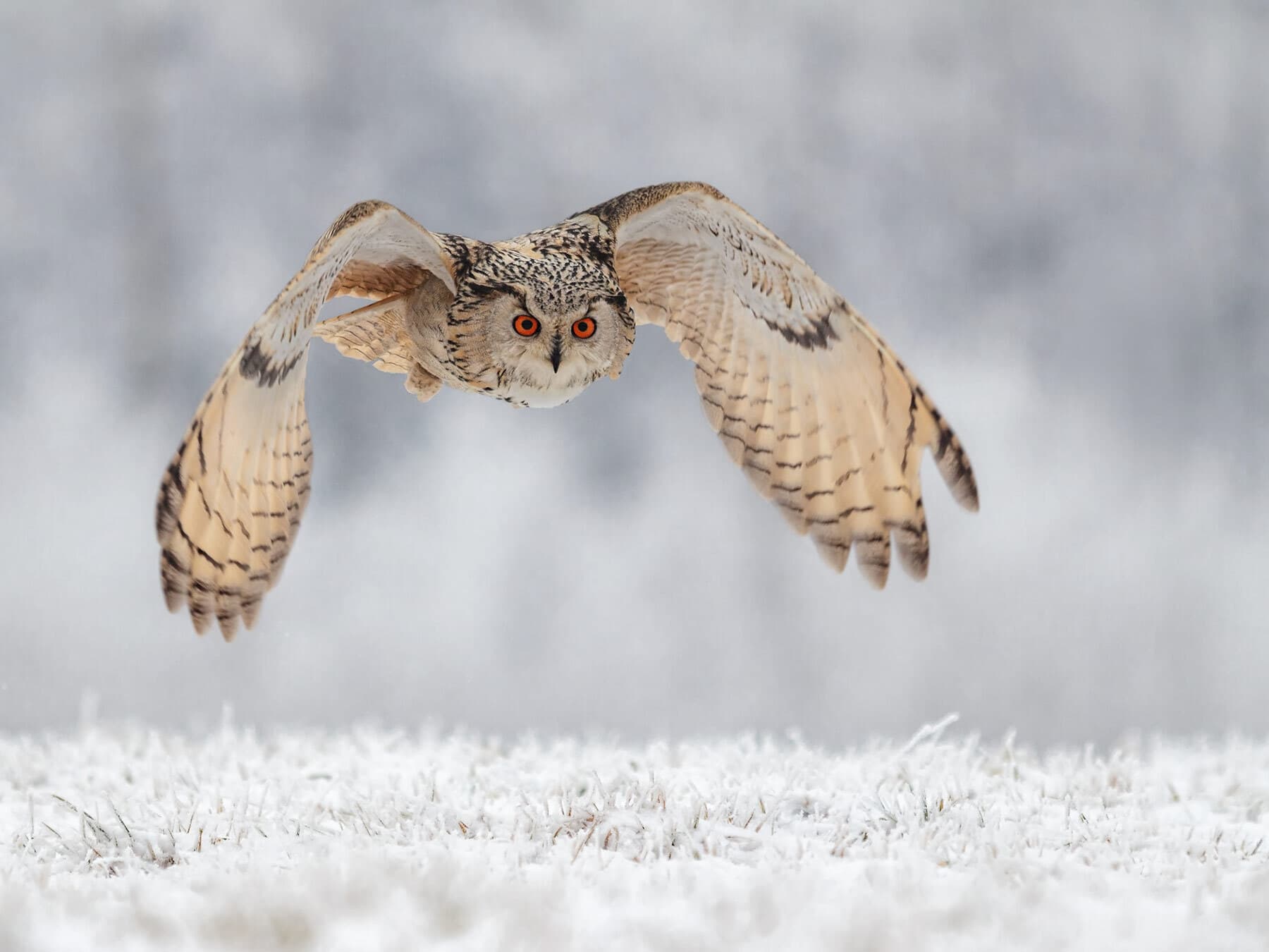 Owl hunting