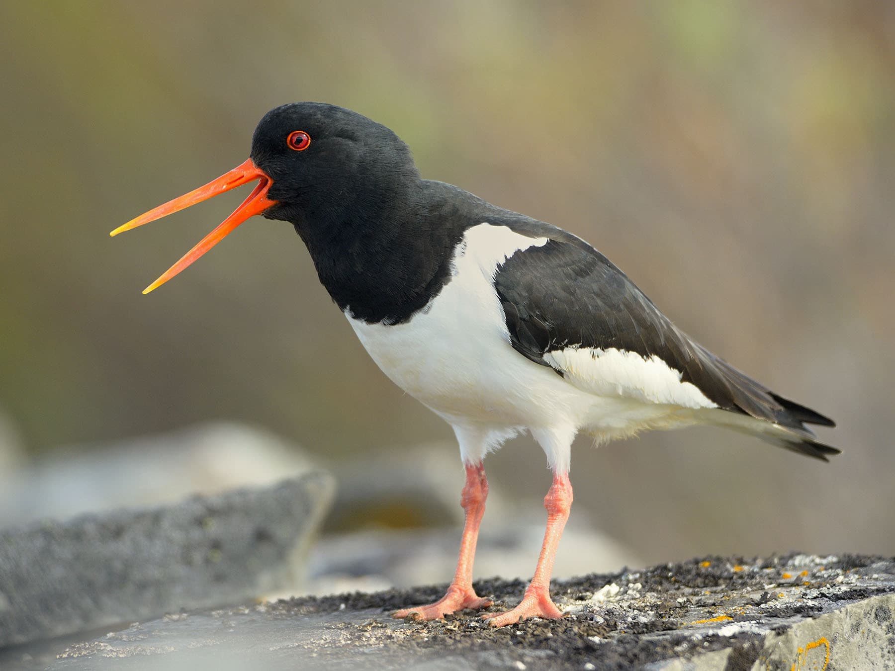 Oystercatchers