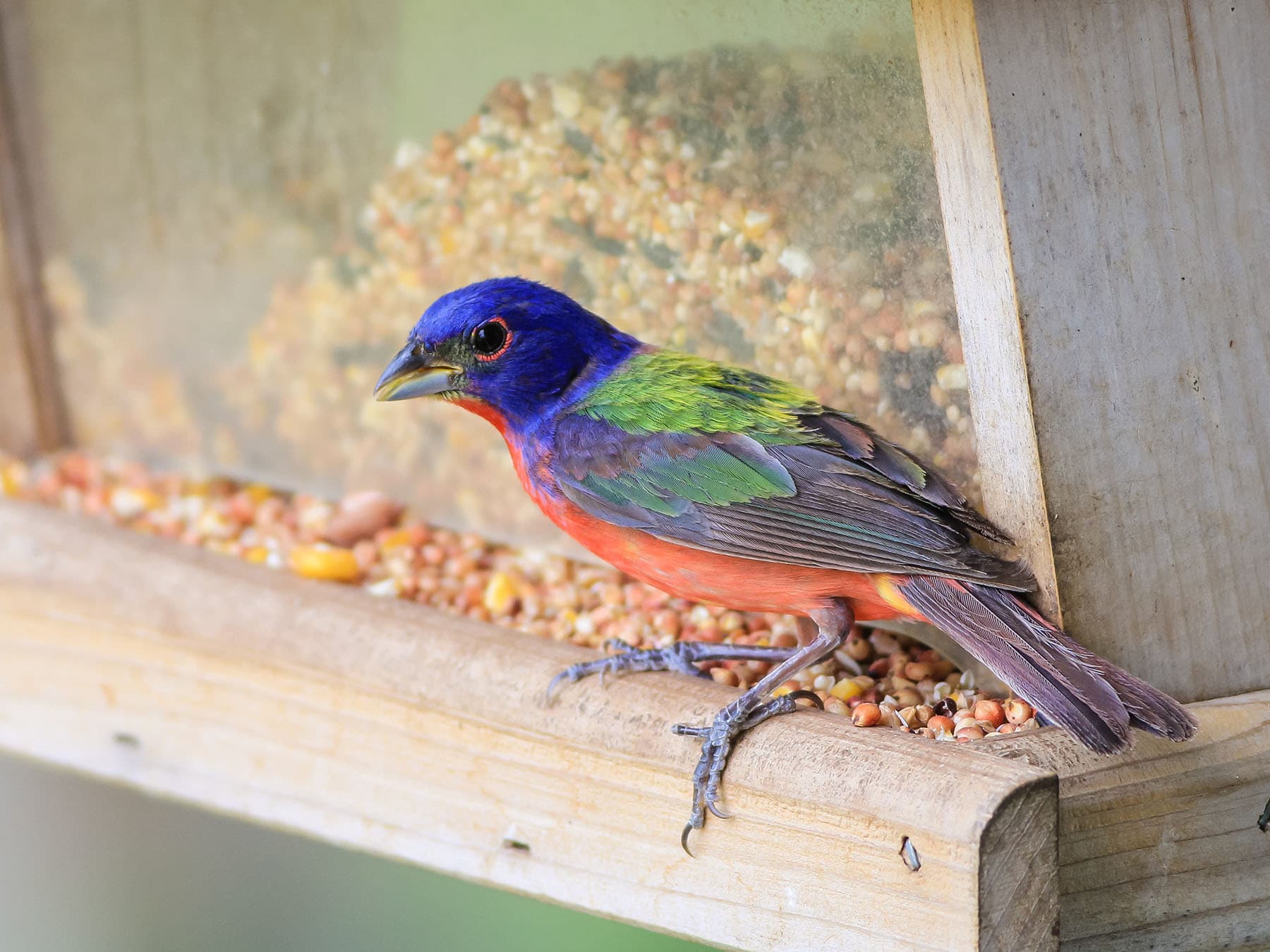 Painted bunting at feeder