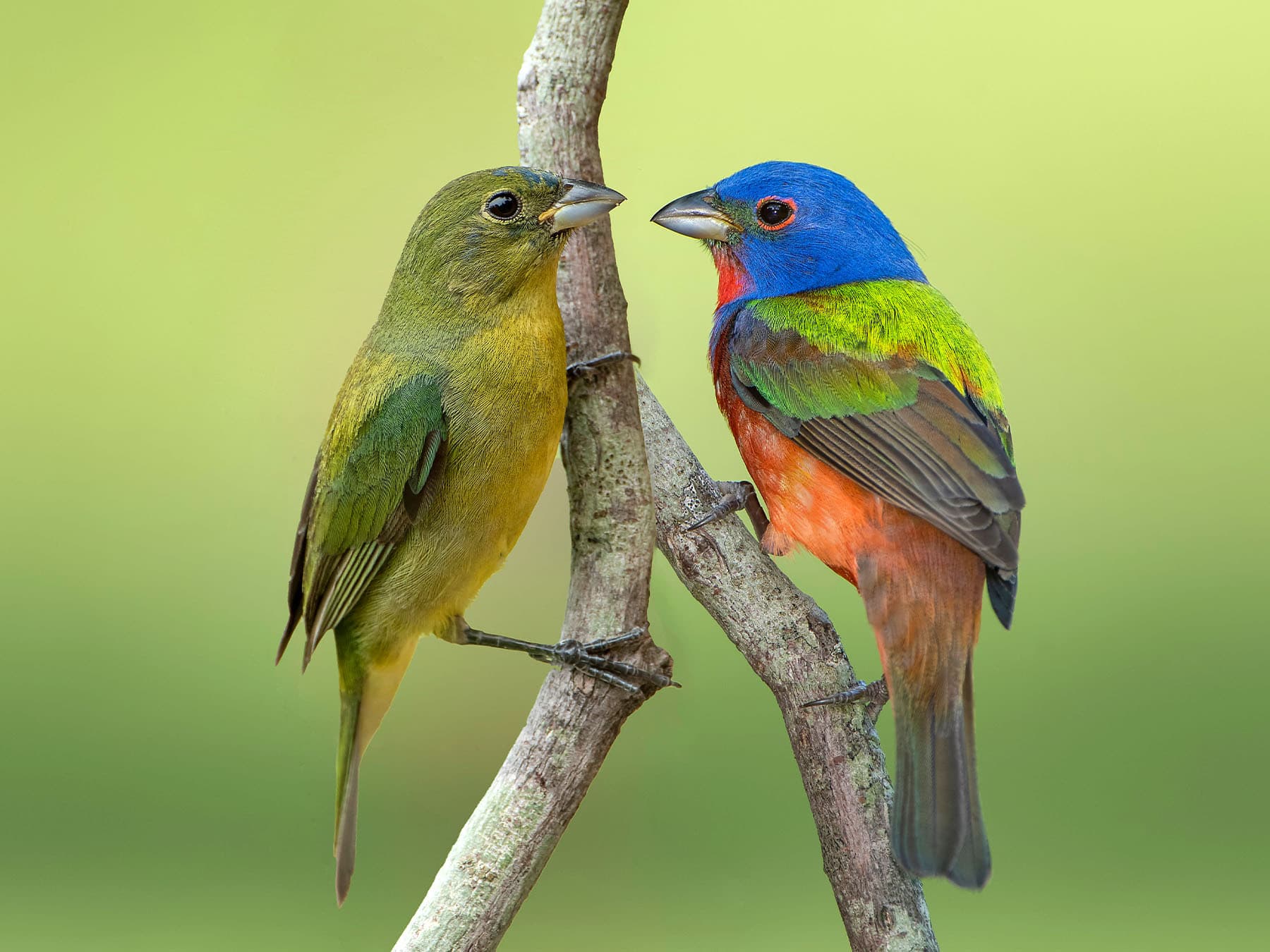 Pair of Painted Buntings, Female (left) and male (right)