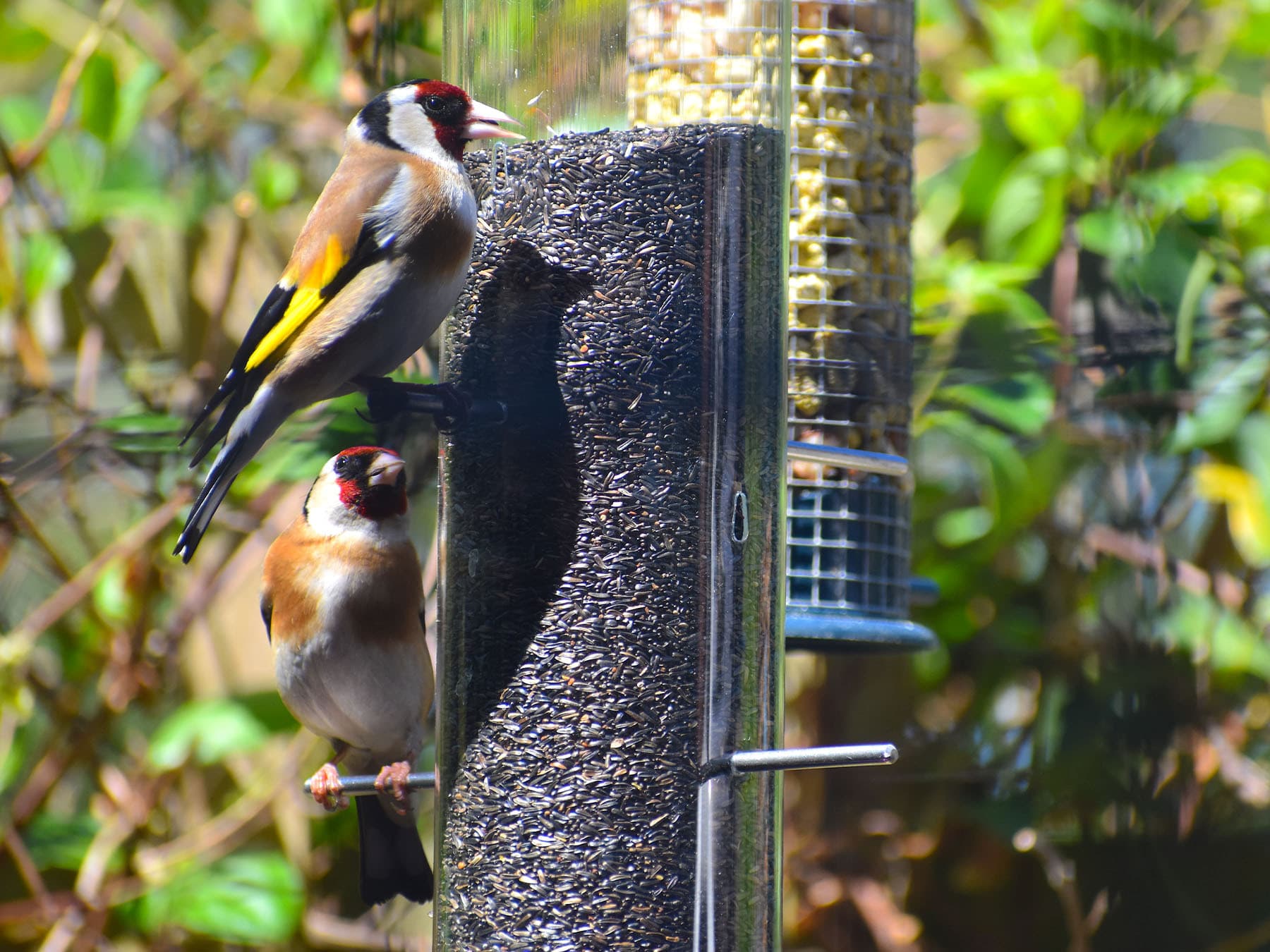 Pair goldfinches feeding on niger seeds from garden feeder