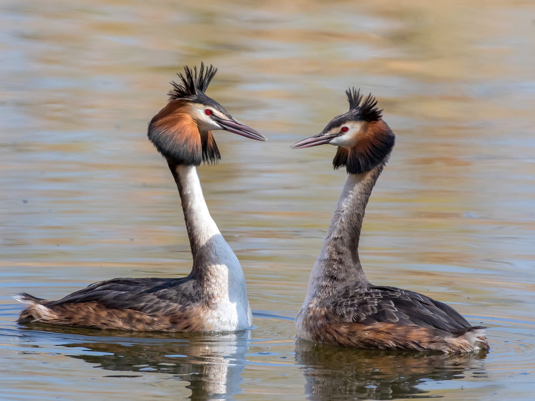 Pair great crested grebes during mating ritual