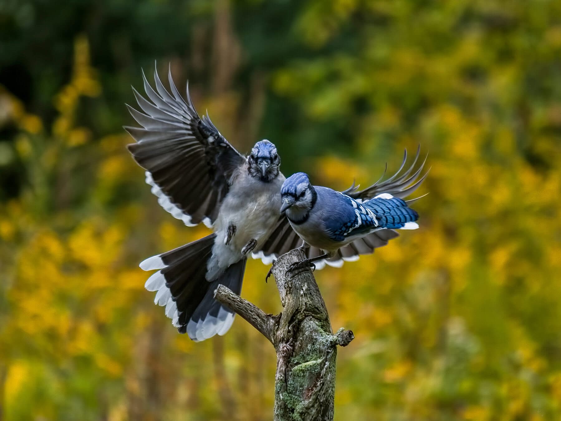 Pair of blue jays