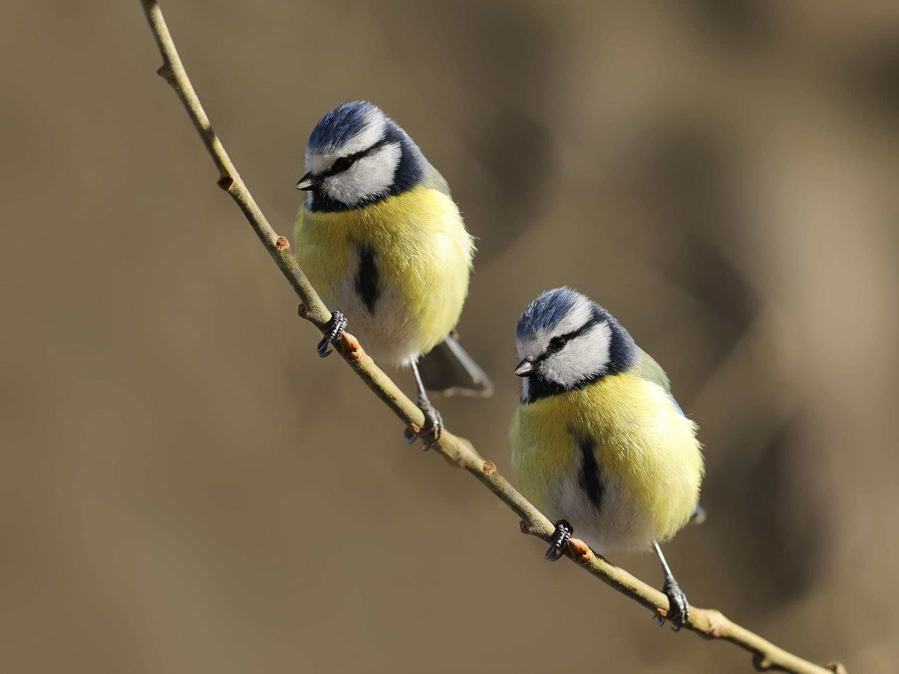 Pair of blue tits