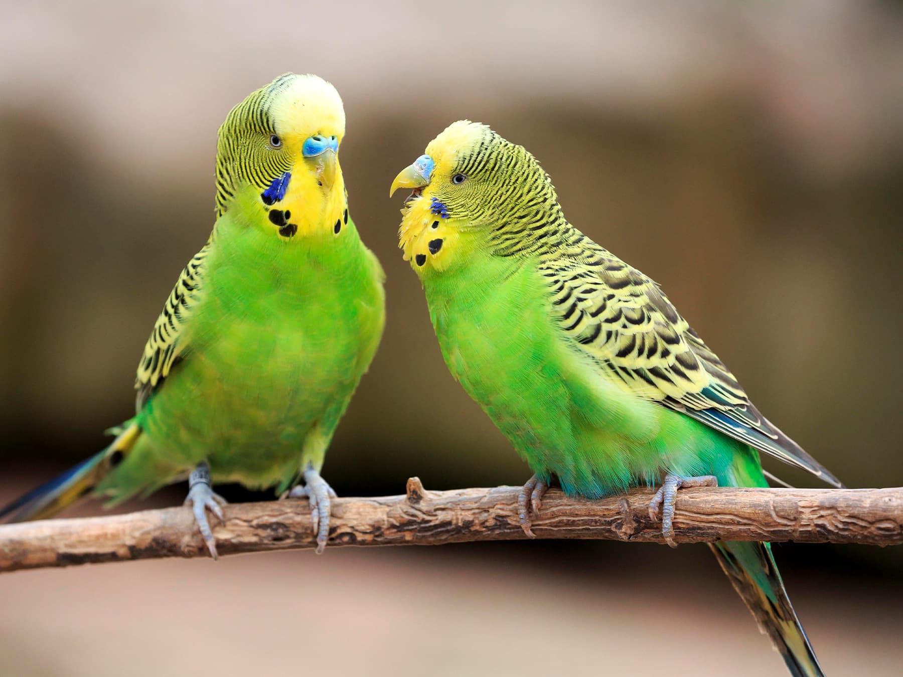 Pair of budgerigars sitting on branch