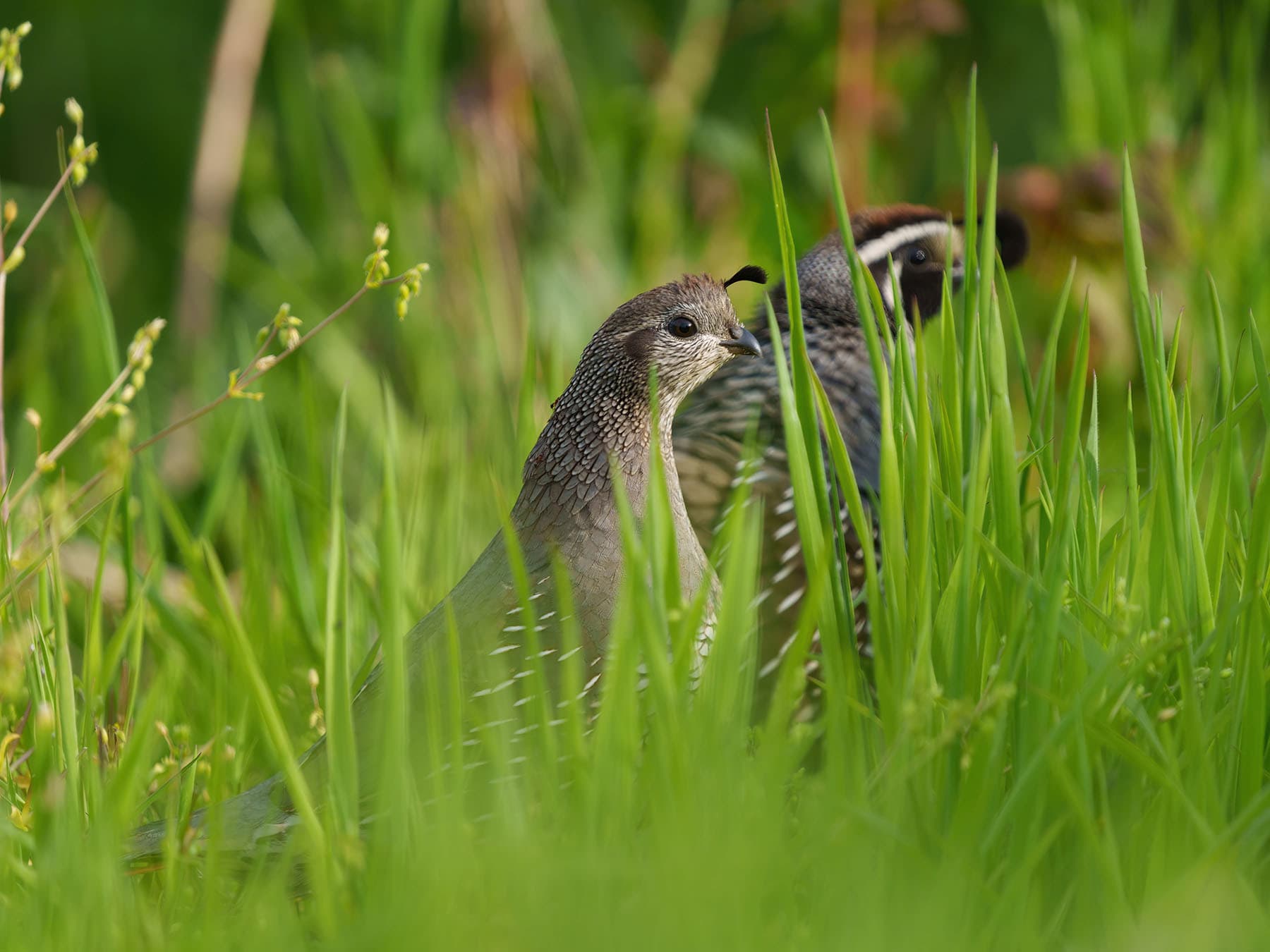 Pair of california quail