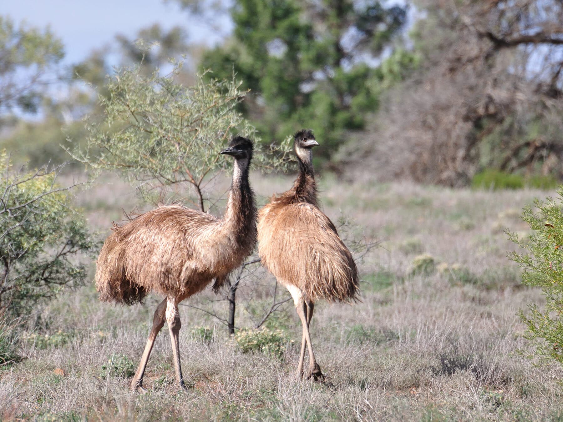 Pair of emus