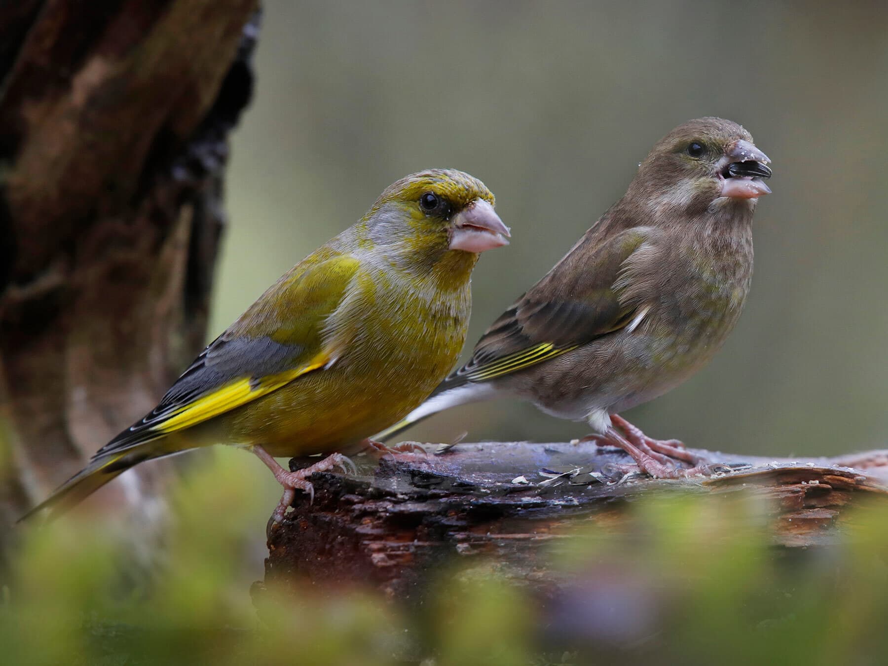 Pair of greenfinches