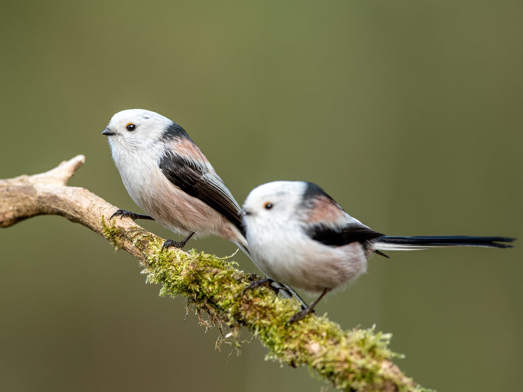 Pair of long tailed tits