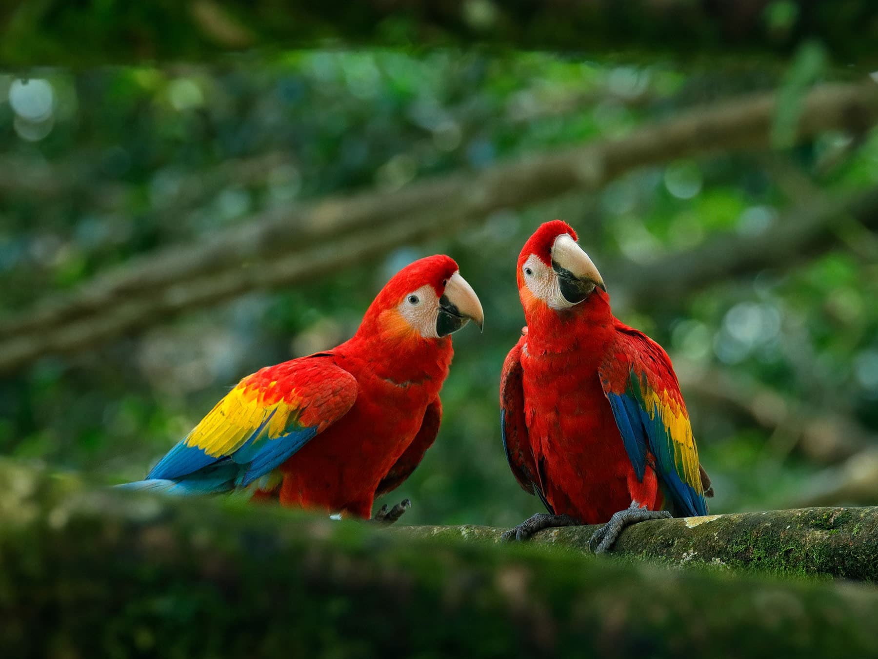 Pair of macaws