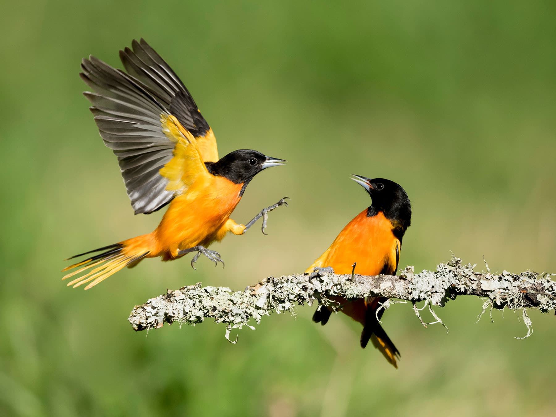 Pair of male baltimore orioles