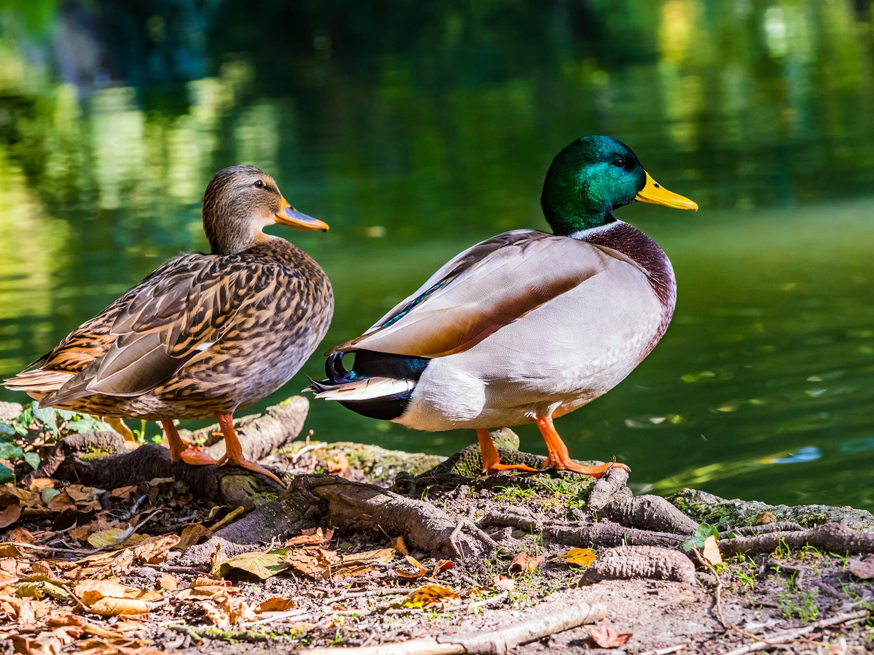 Pair of mallard ducks by rivers edge