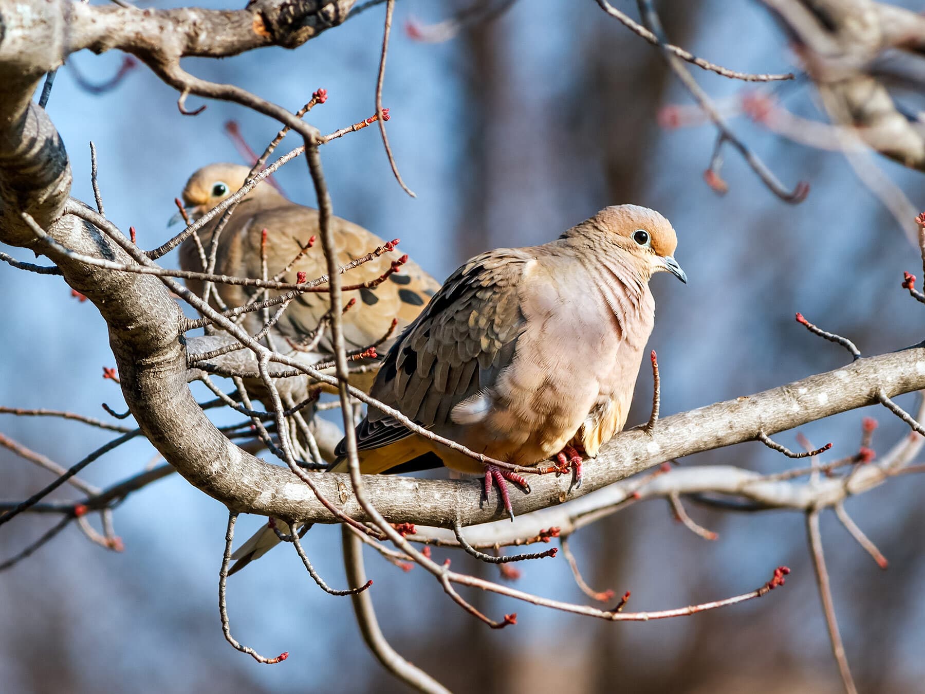 Two Mourning Doves sitting together in a bare tree.