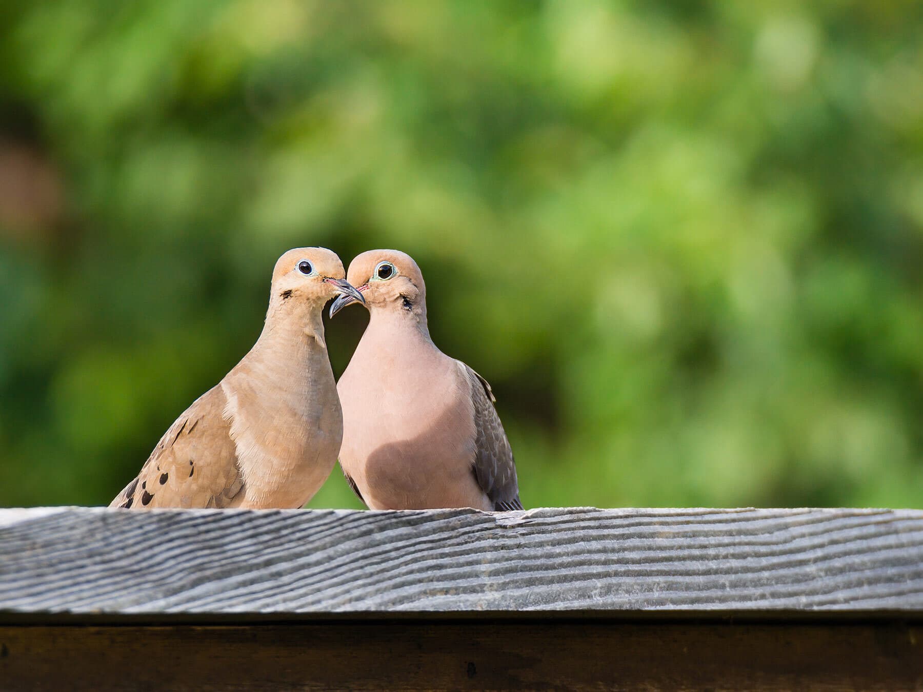 Pair of mourning doves