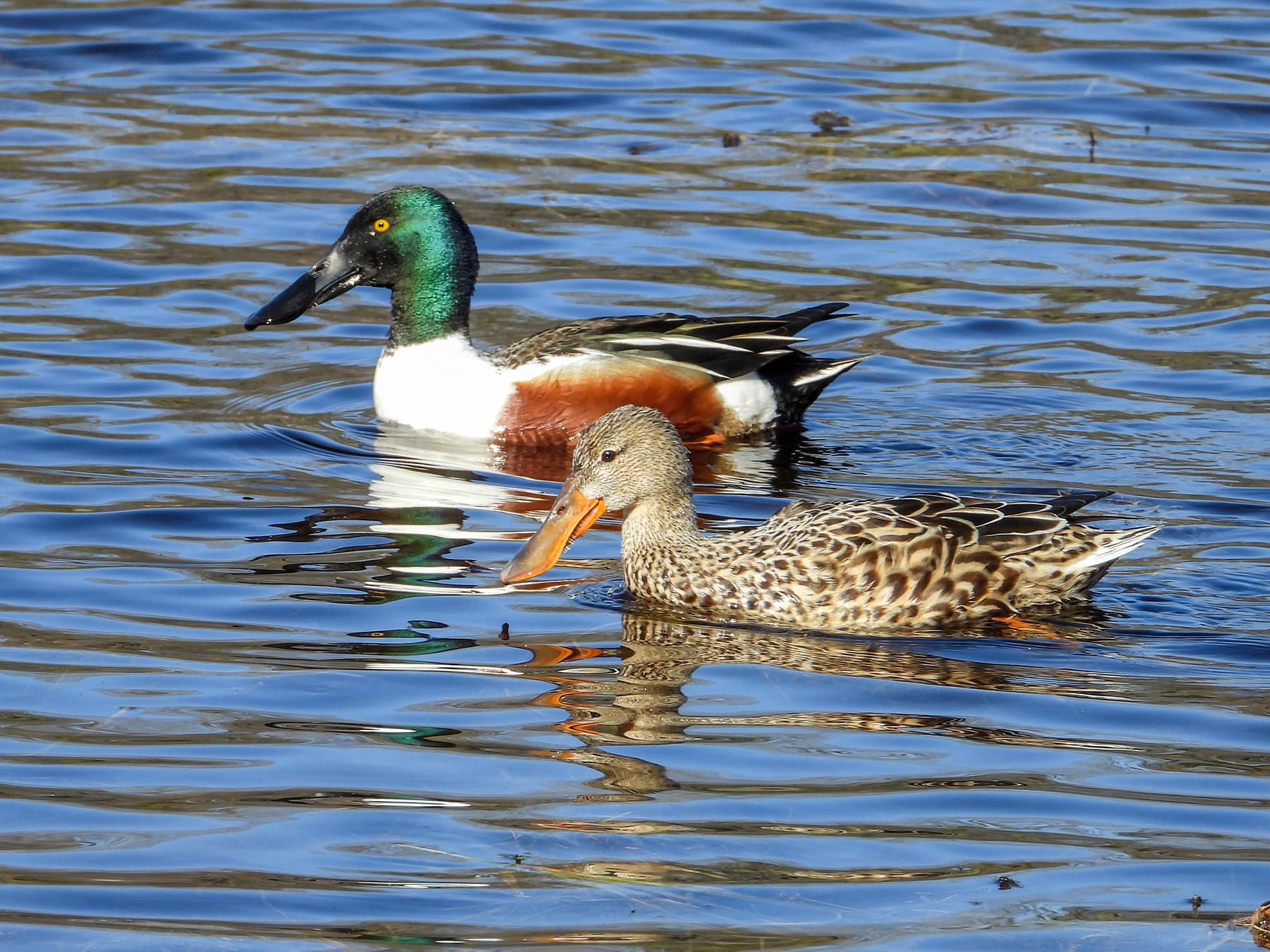 Pair of northern shovelers foraging