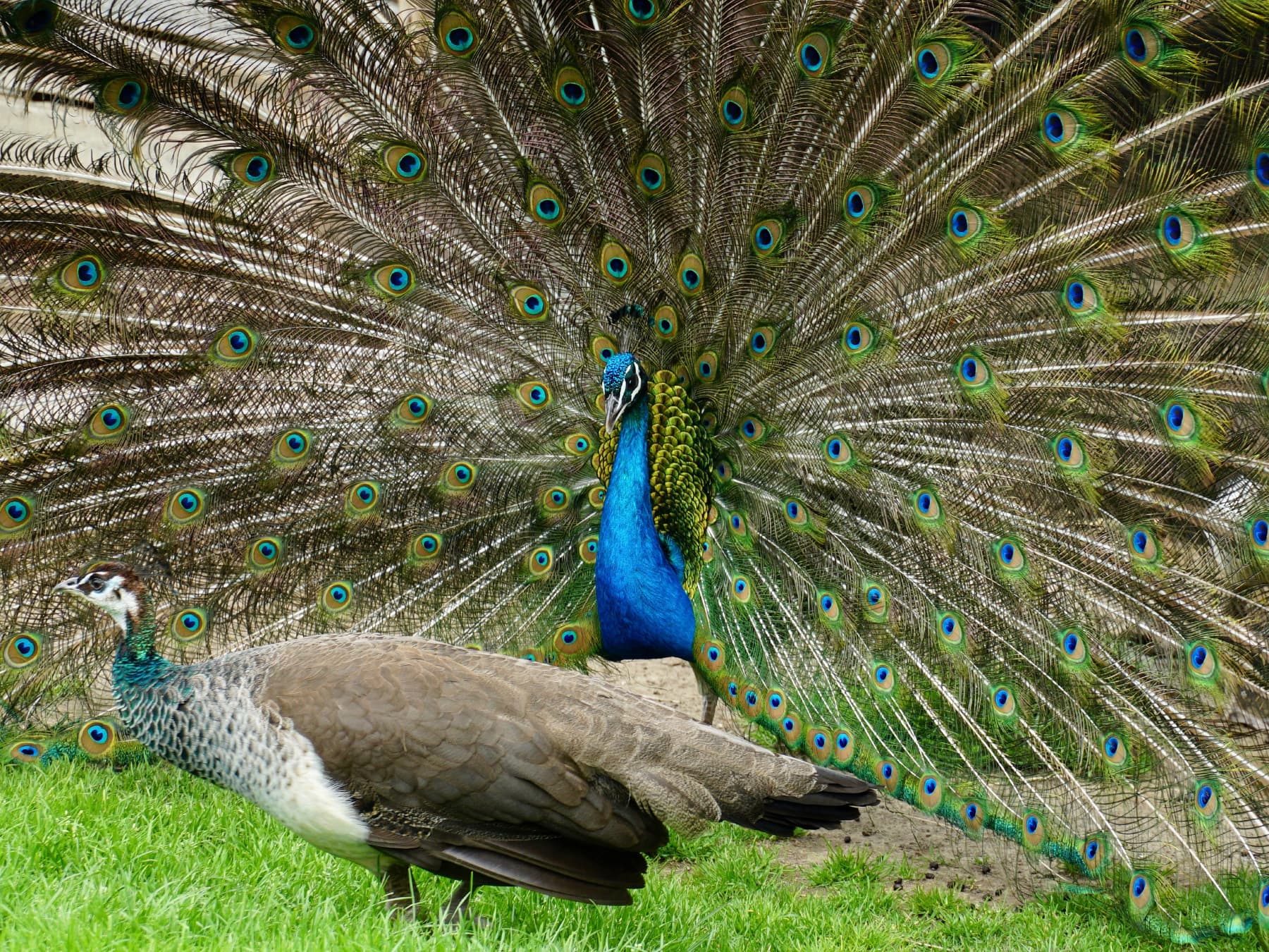 Pair of peafowl