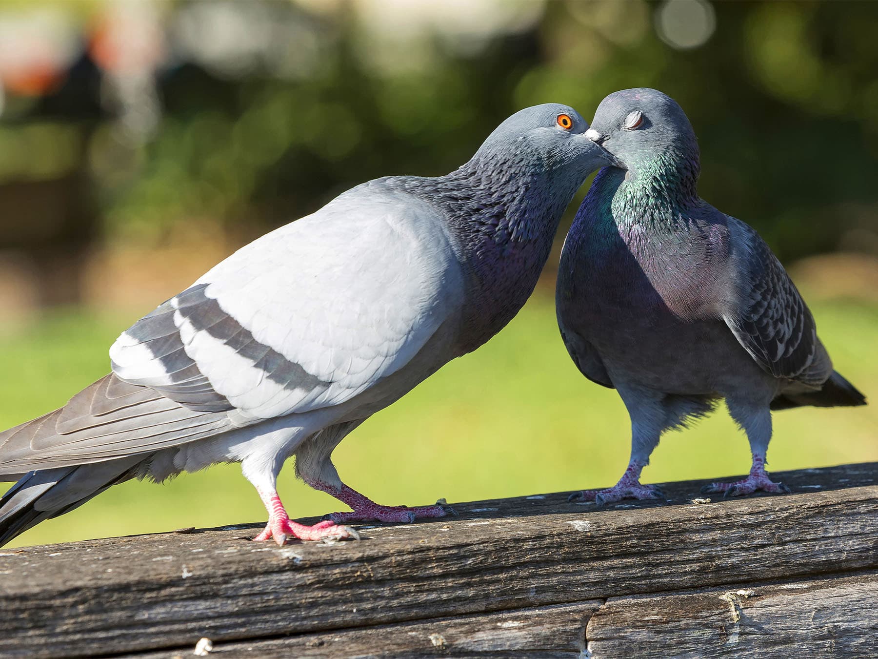Pair of pigeons mating ritual
